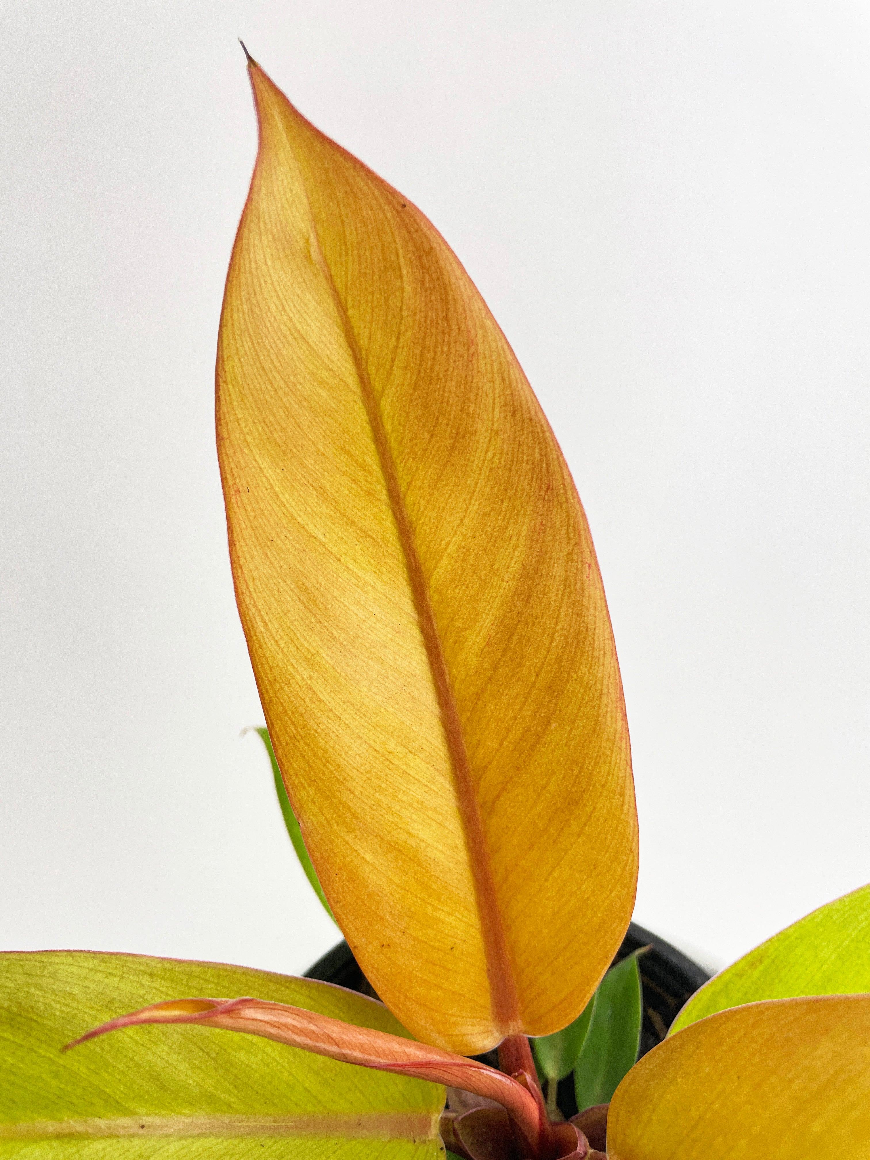 Philodendron Prince of Orange - Bumble Plants