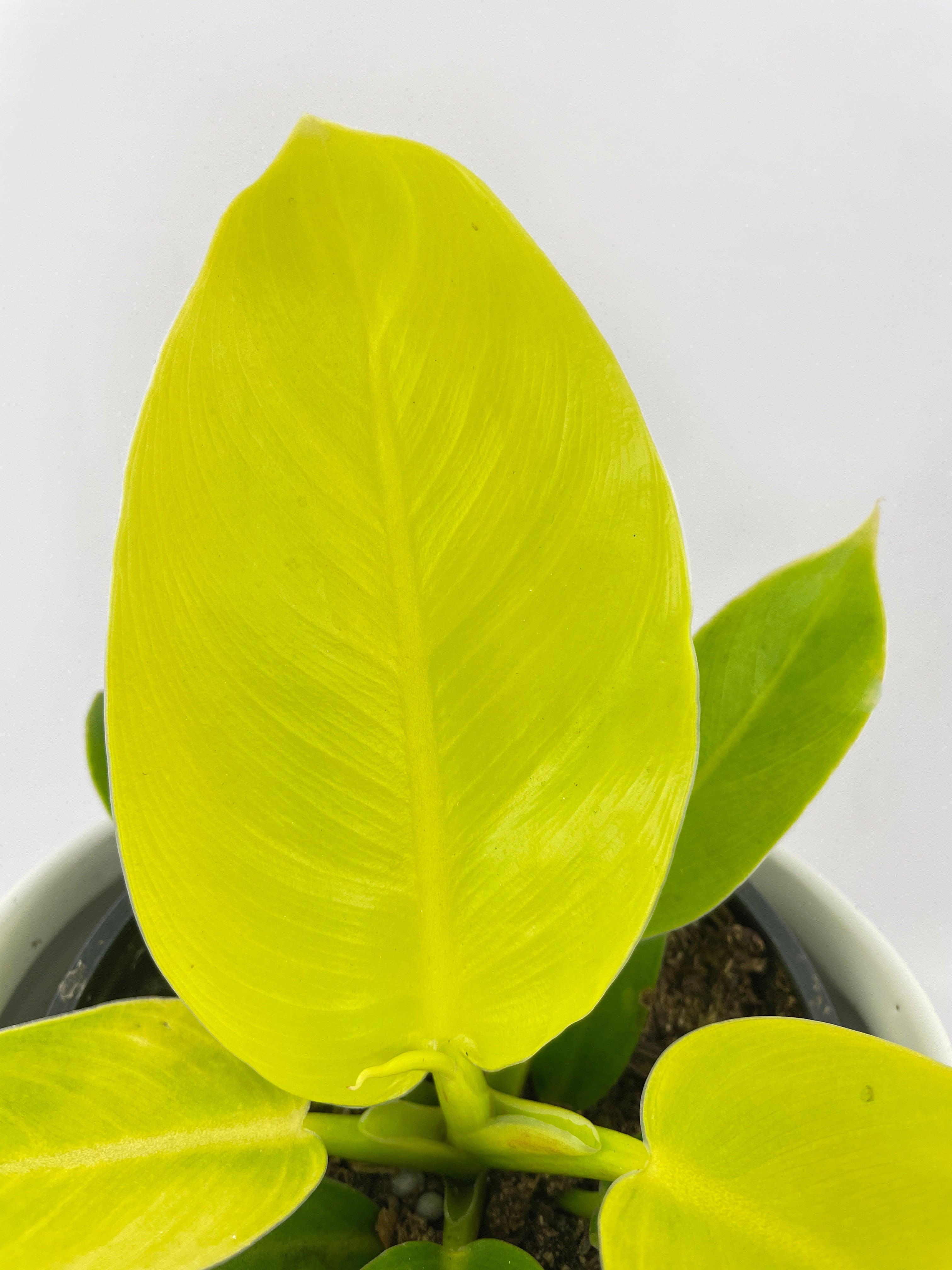 Philodendron Moonlight Lemon Lime Hybrid - Bumble Plants