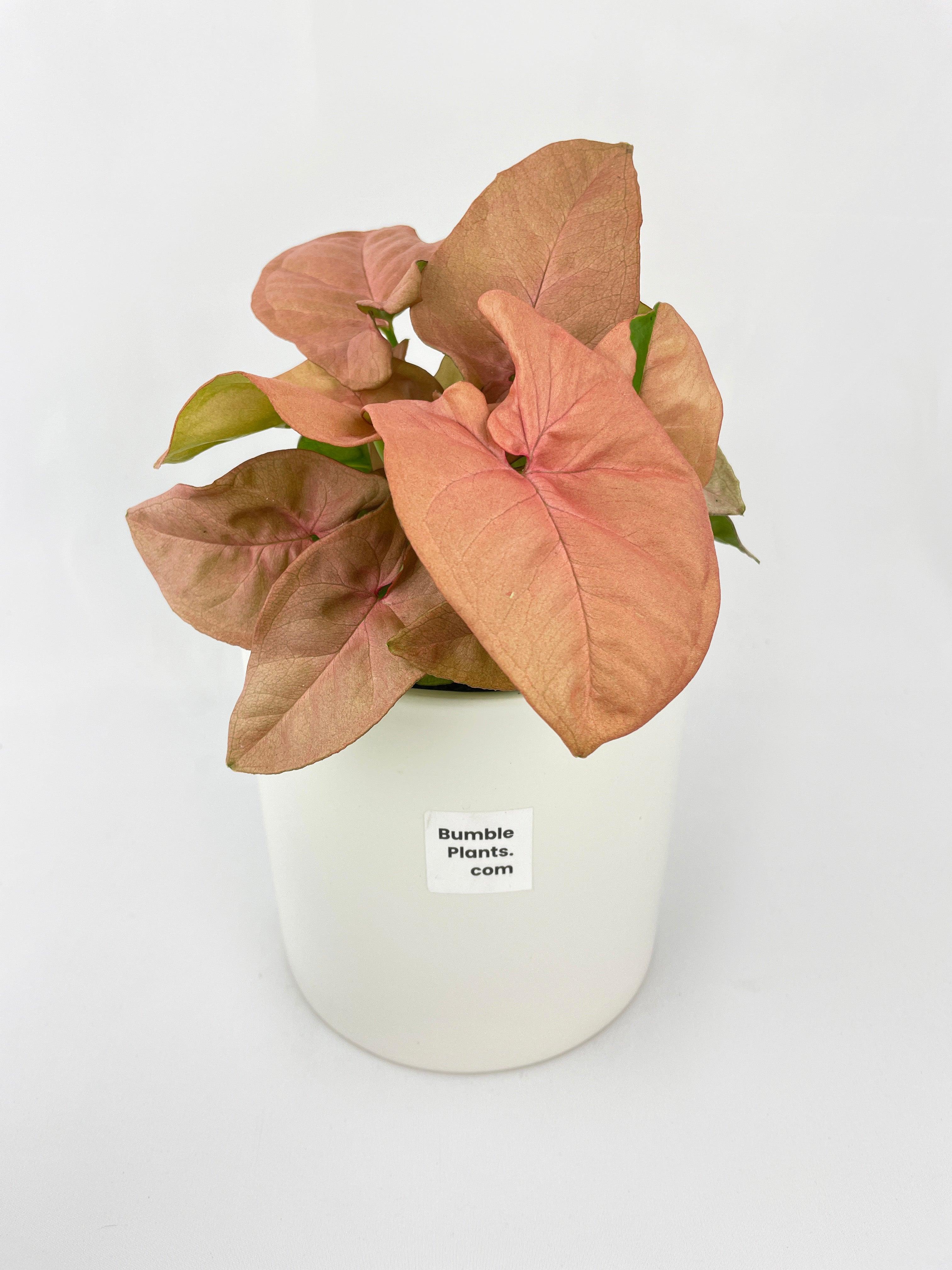 Syngonium Strawberry Pink 'Neon Robusta' - Bumble Plants