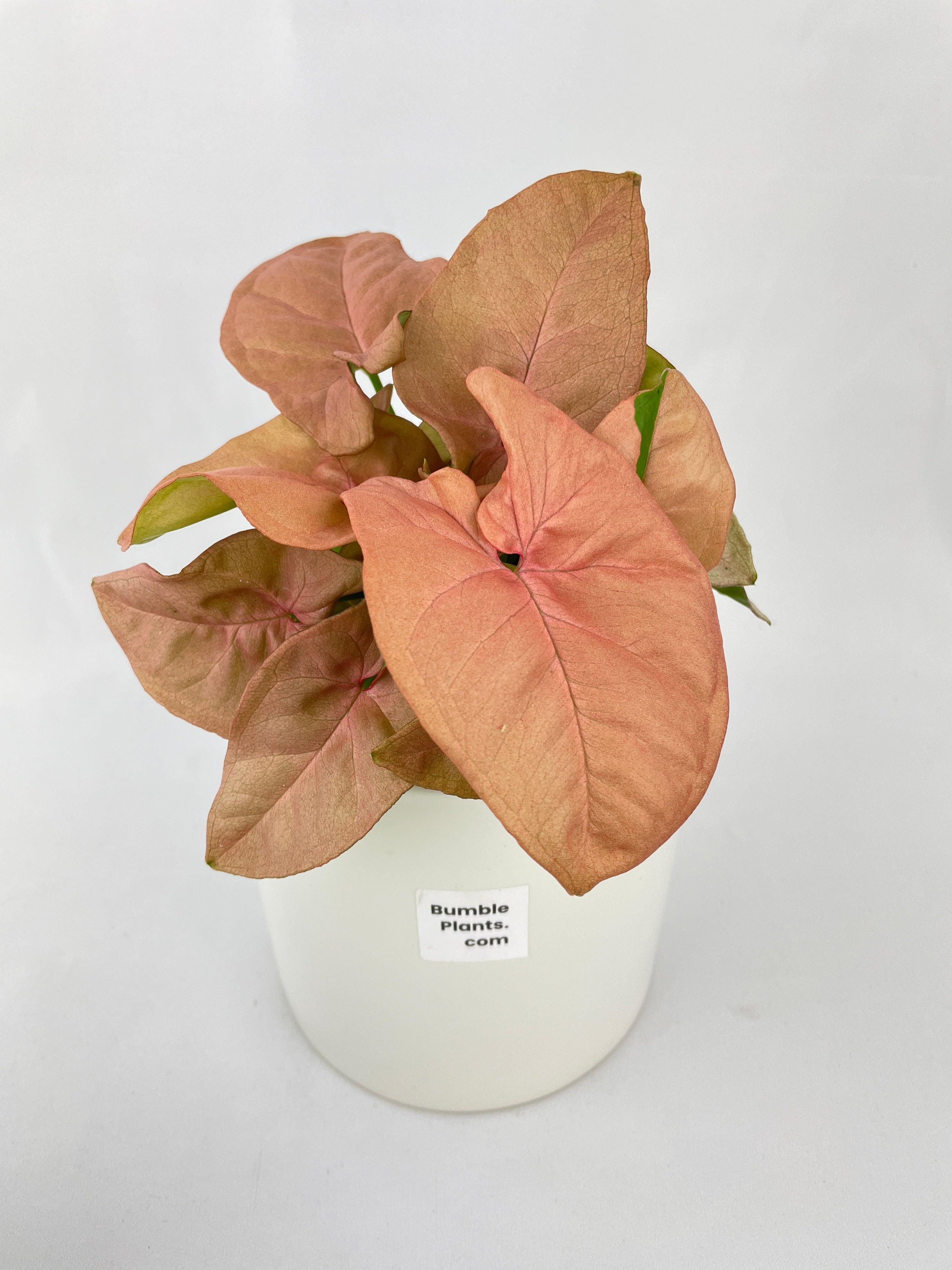 Syngonium Strawberry Pink 'Neon Robusta' - Bumble Plants