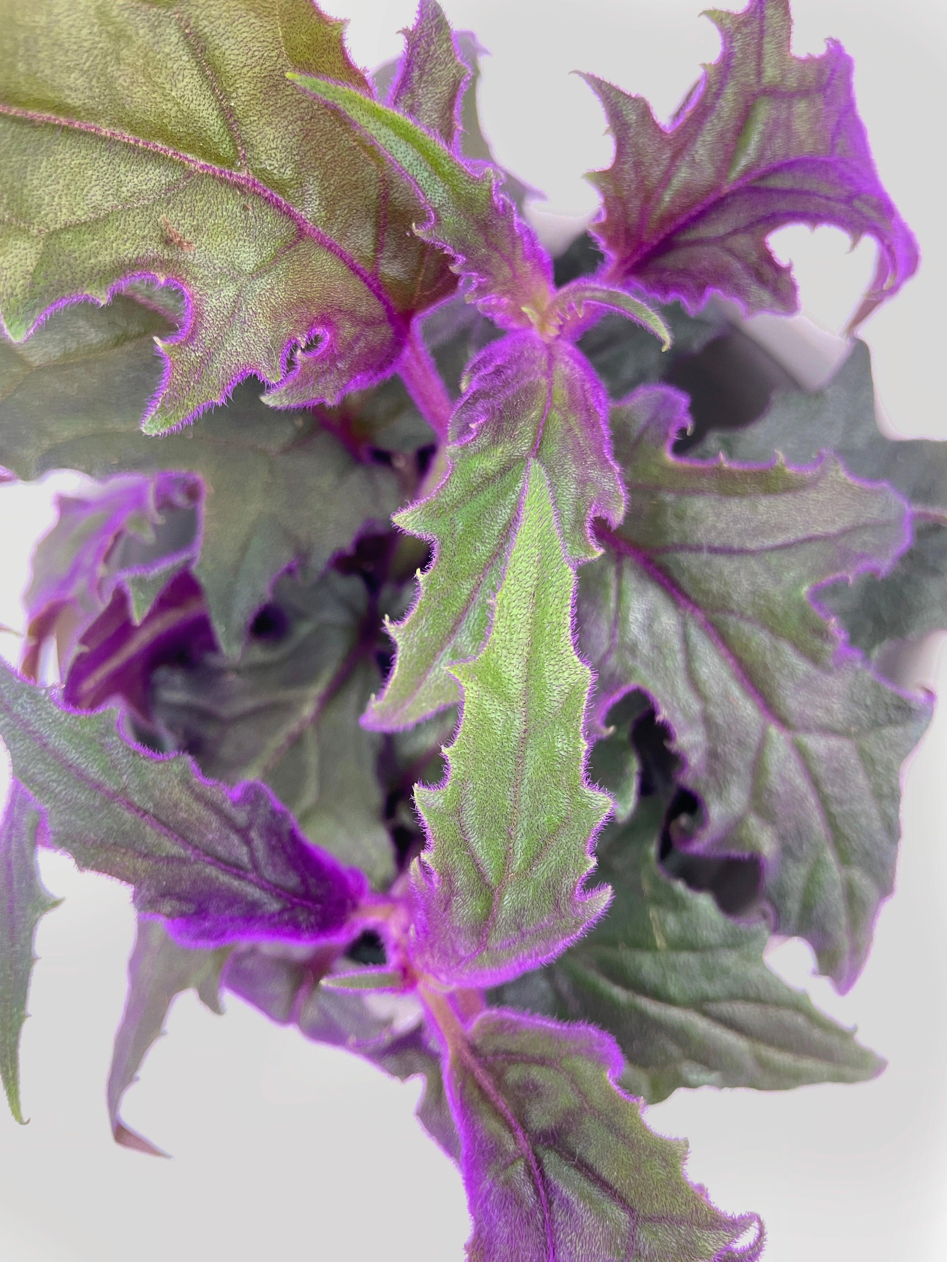 Purple Passion (Gynura Aurantiaca) - Bumble Plants