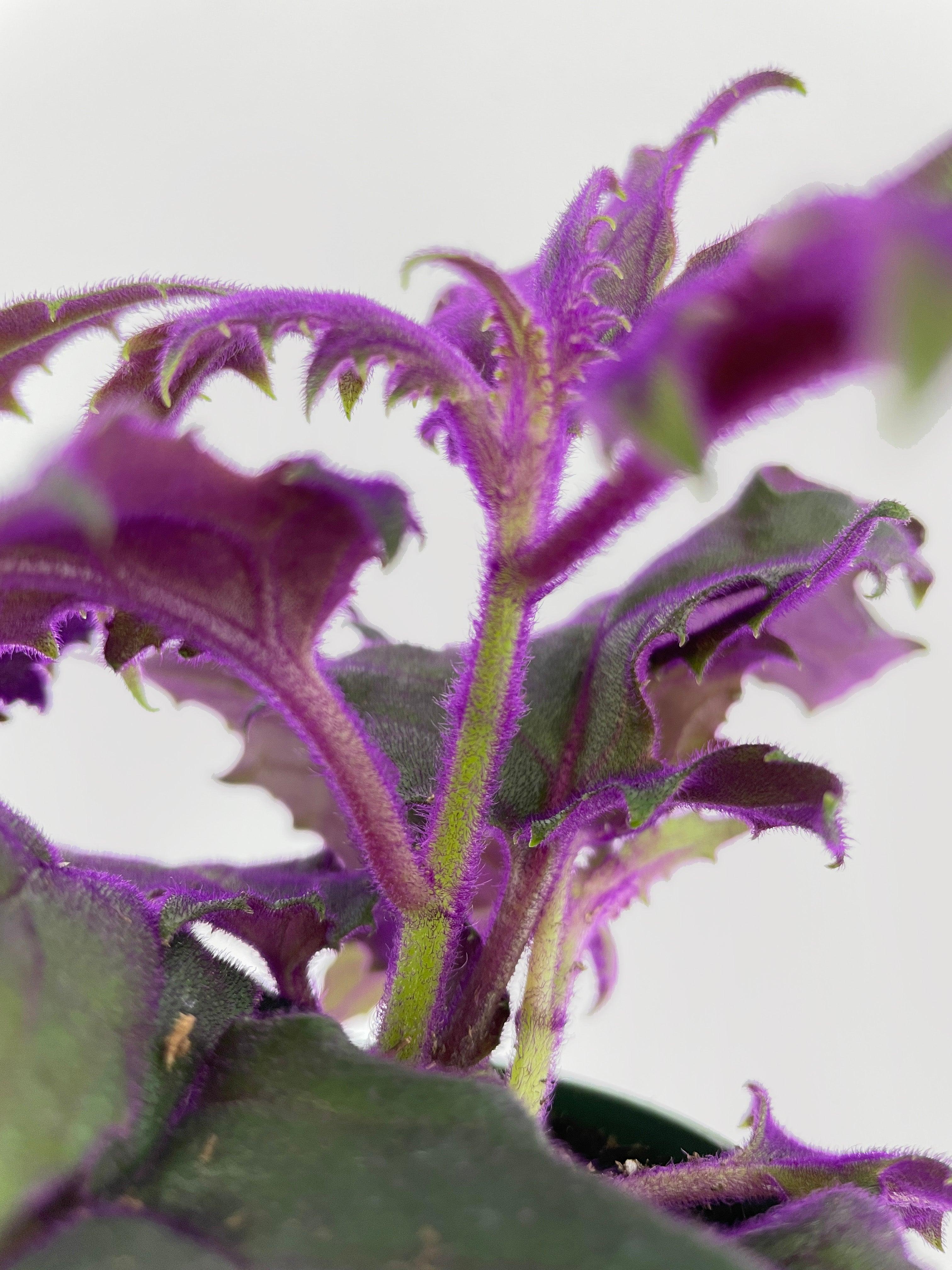 Purple Passion (Gynura Aurantiaca) - Bumble Plants