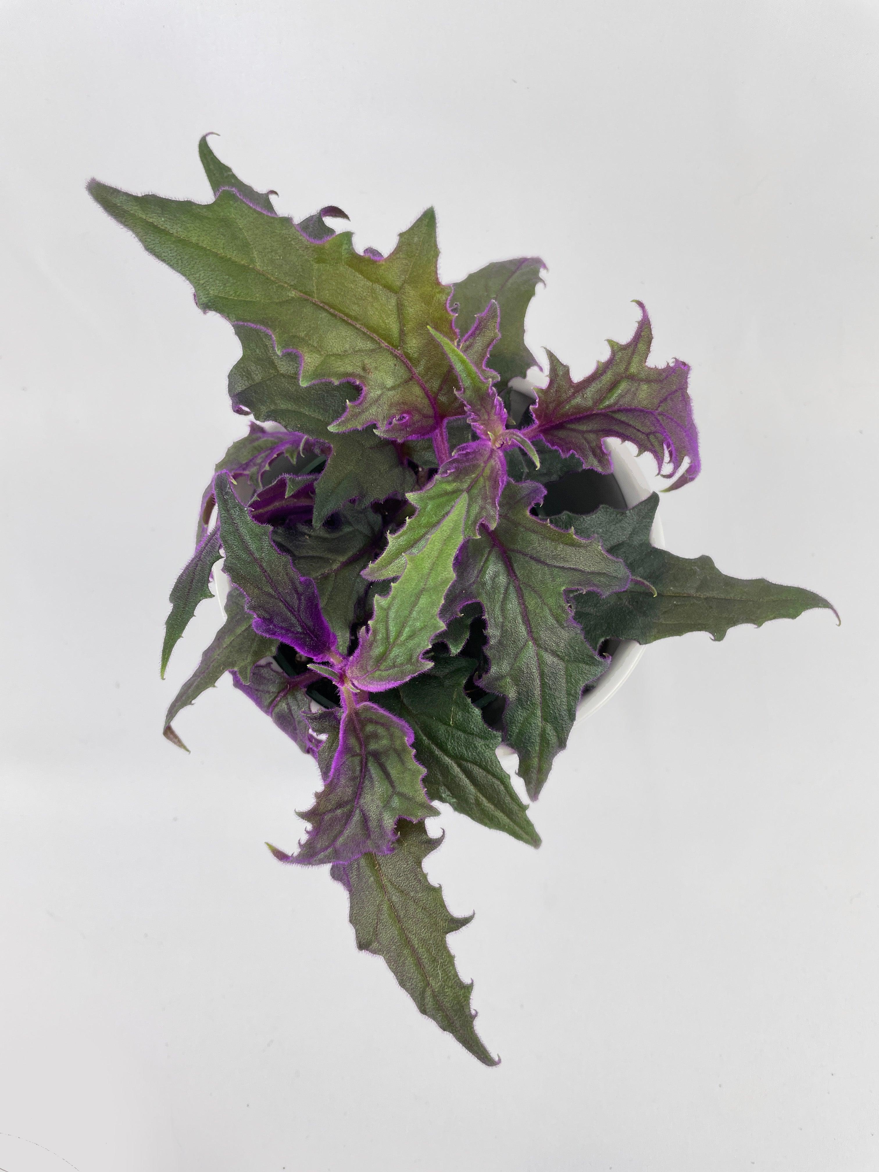 Purple Passion (Gynura Aurantiaca) - Bumble Plants
