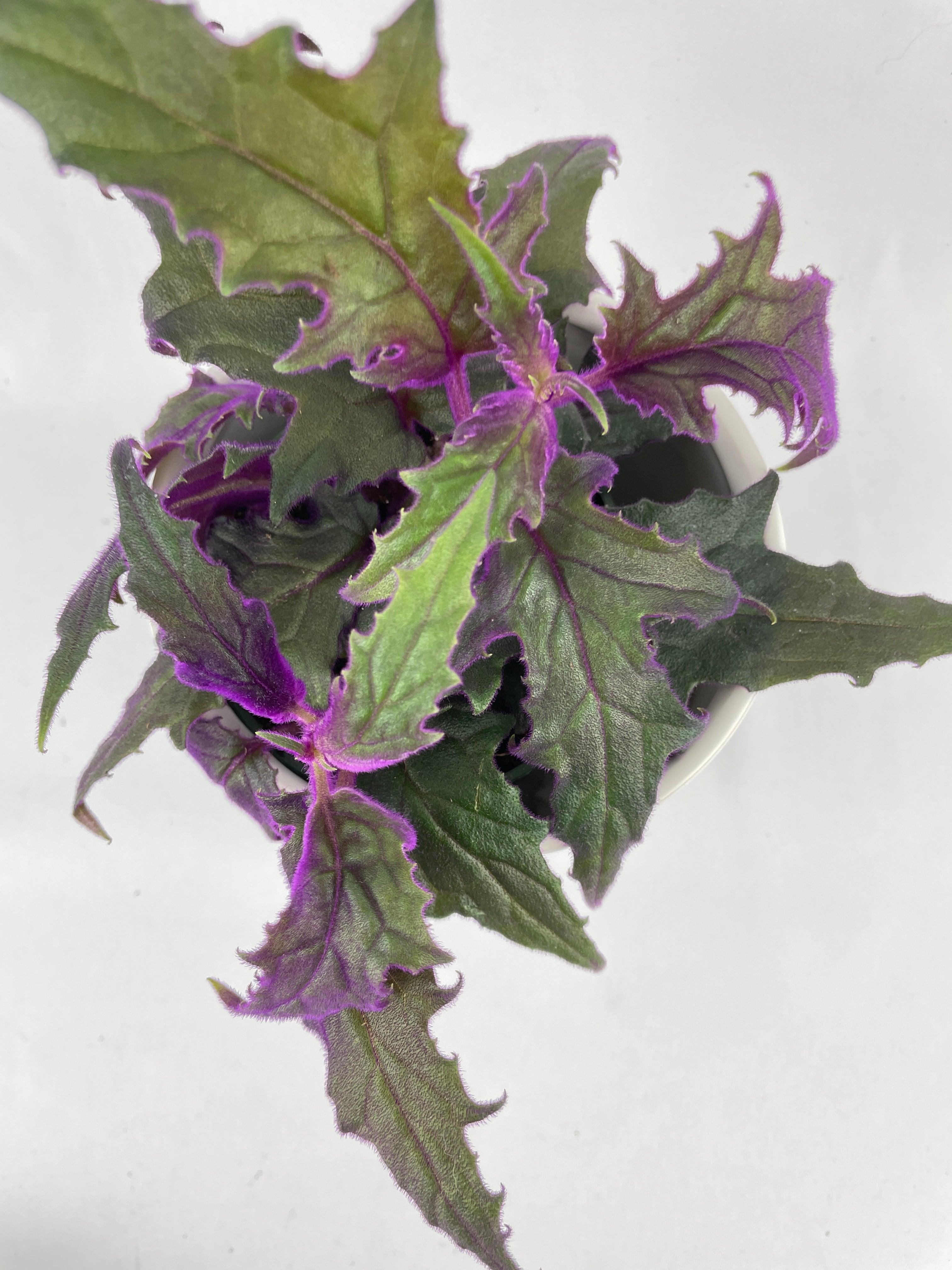 Purple Passion (Gynura Aurantiaca) - Bumble Plants