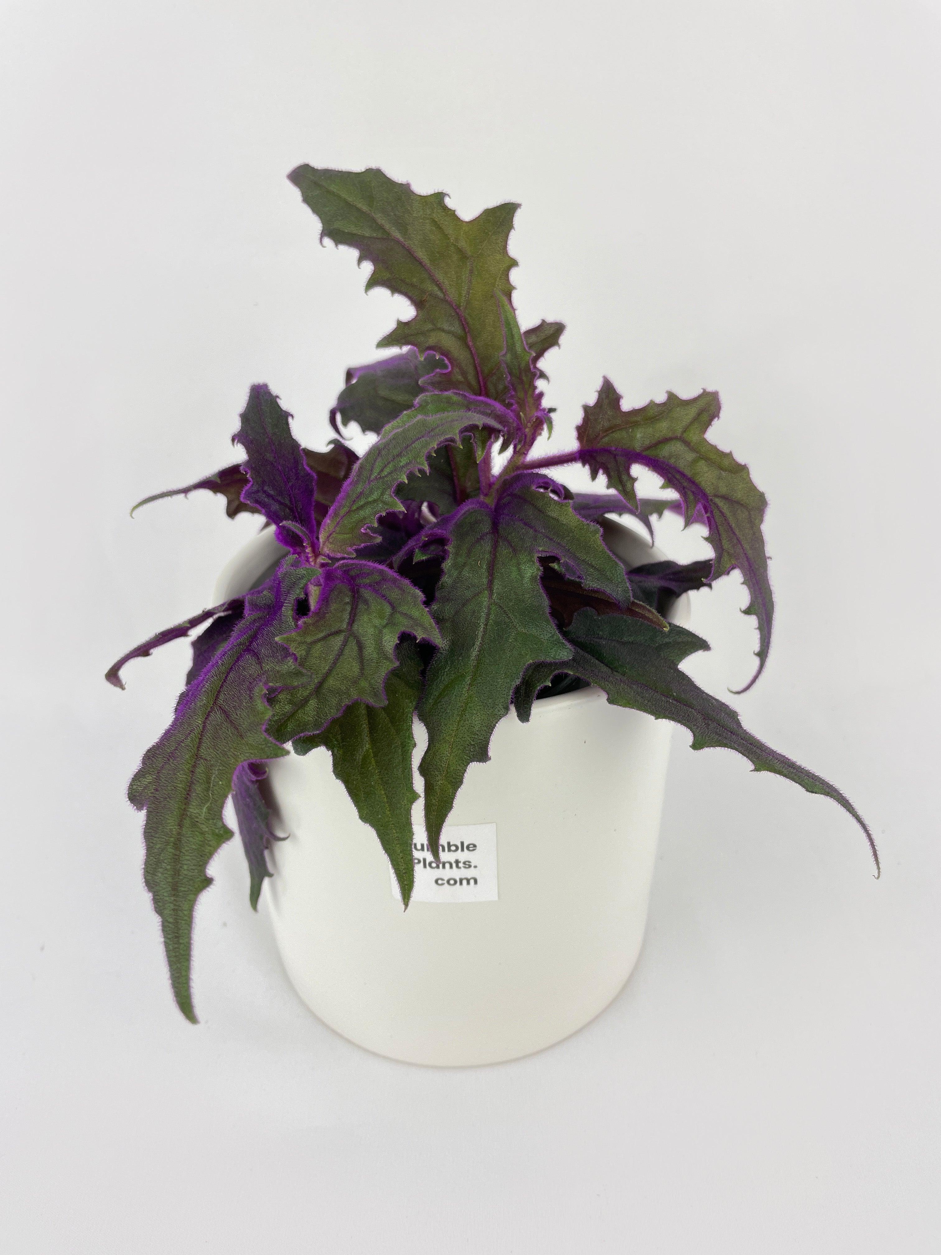 Purple Passion (Gynura Aurantiaca) - Bumble Plants