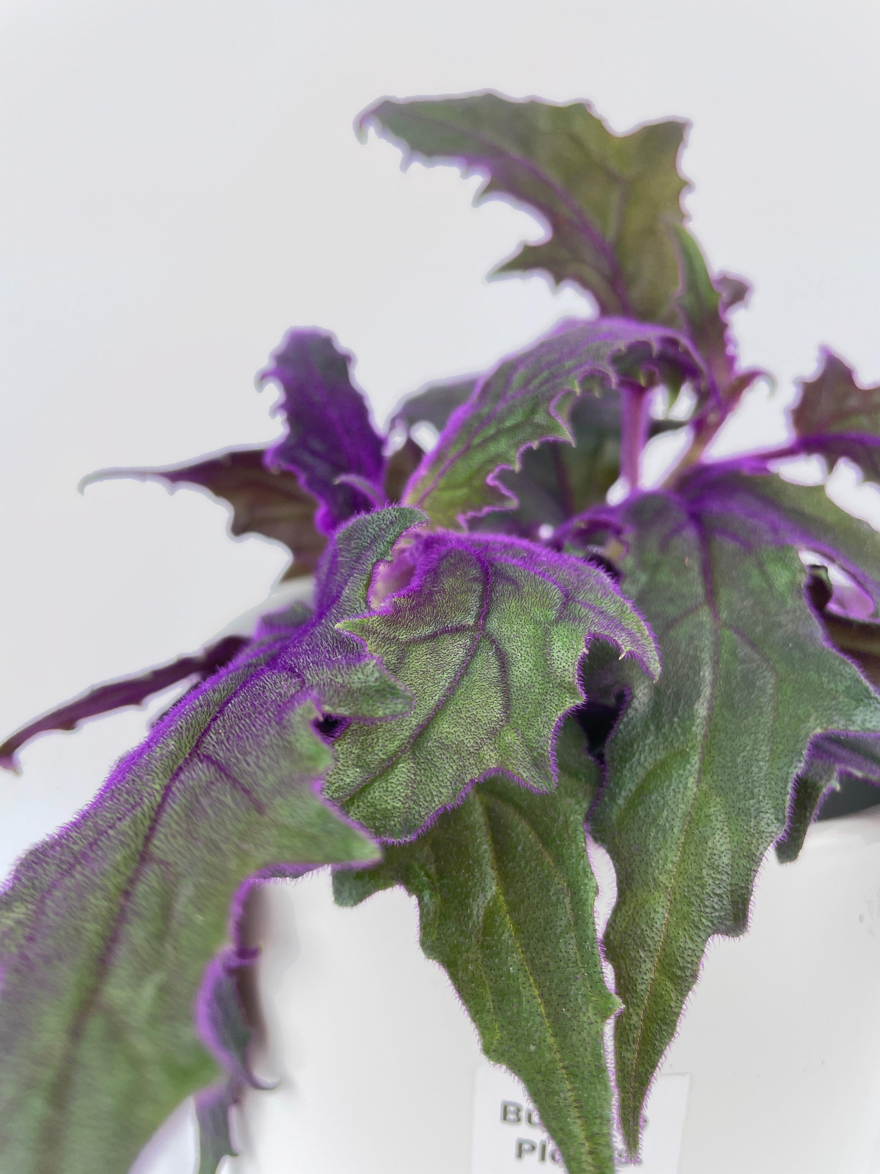 Purple Passion (Gynura Aurantiaca) - Bumble Plants
