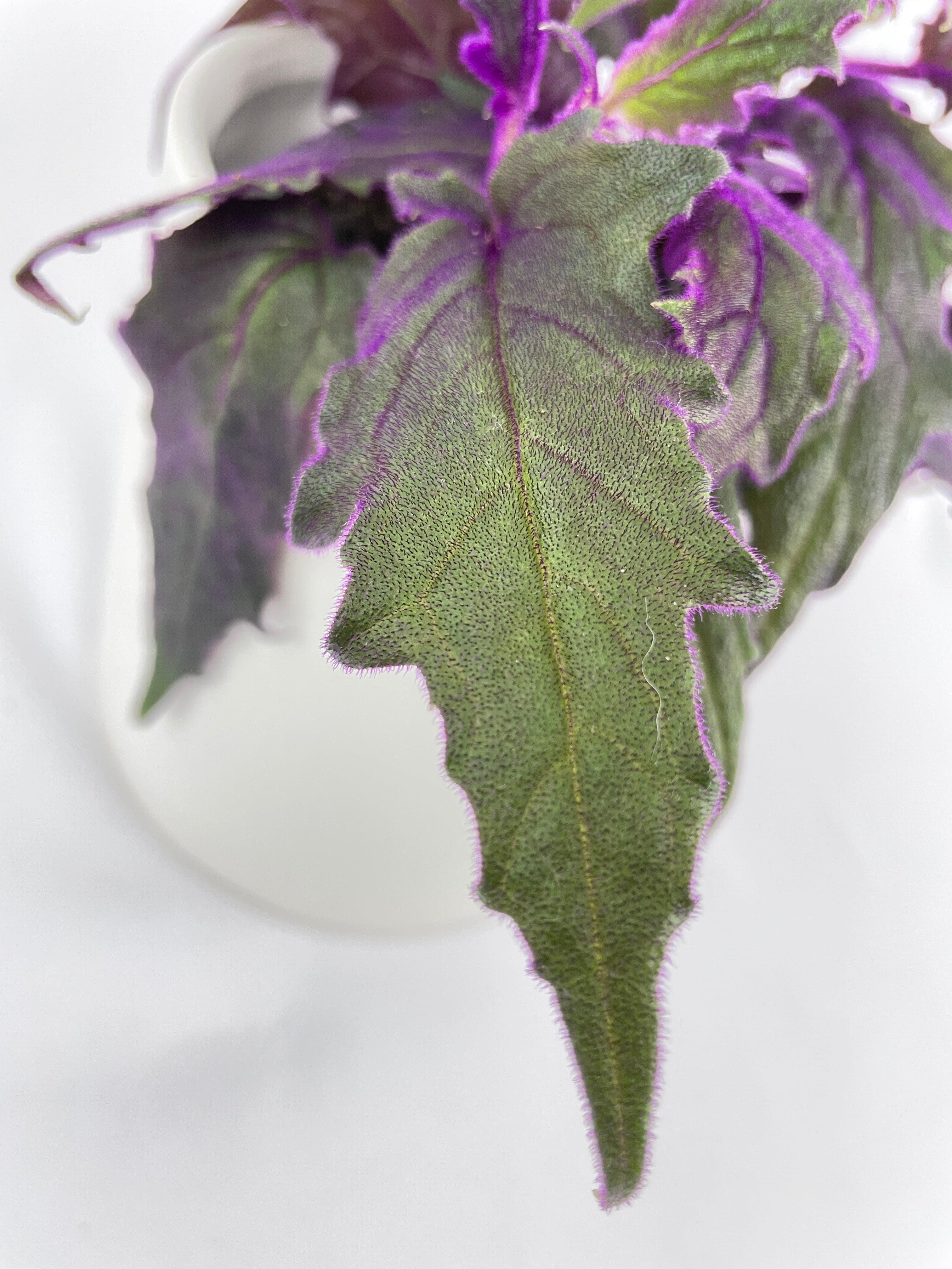 Purple Passion (Gynura Aurantiaca) - Bumble Plants