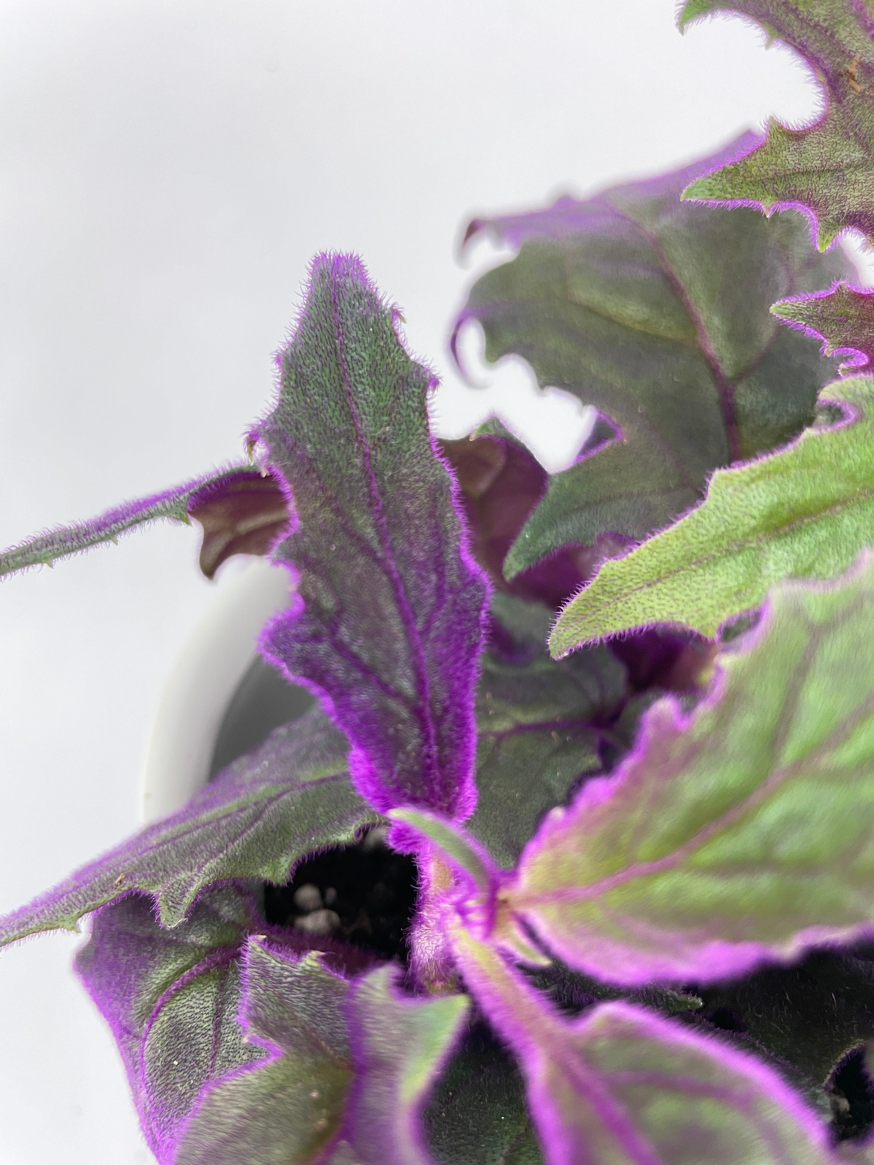 Purple Passion (Gynura Aurantiaca) - Bumble Plants