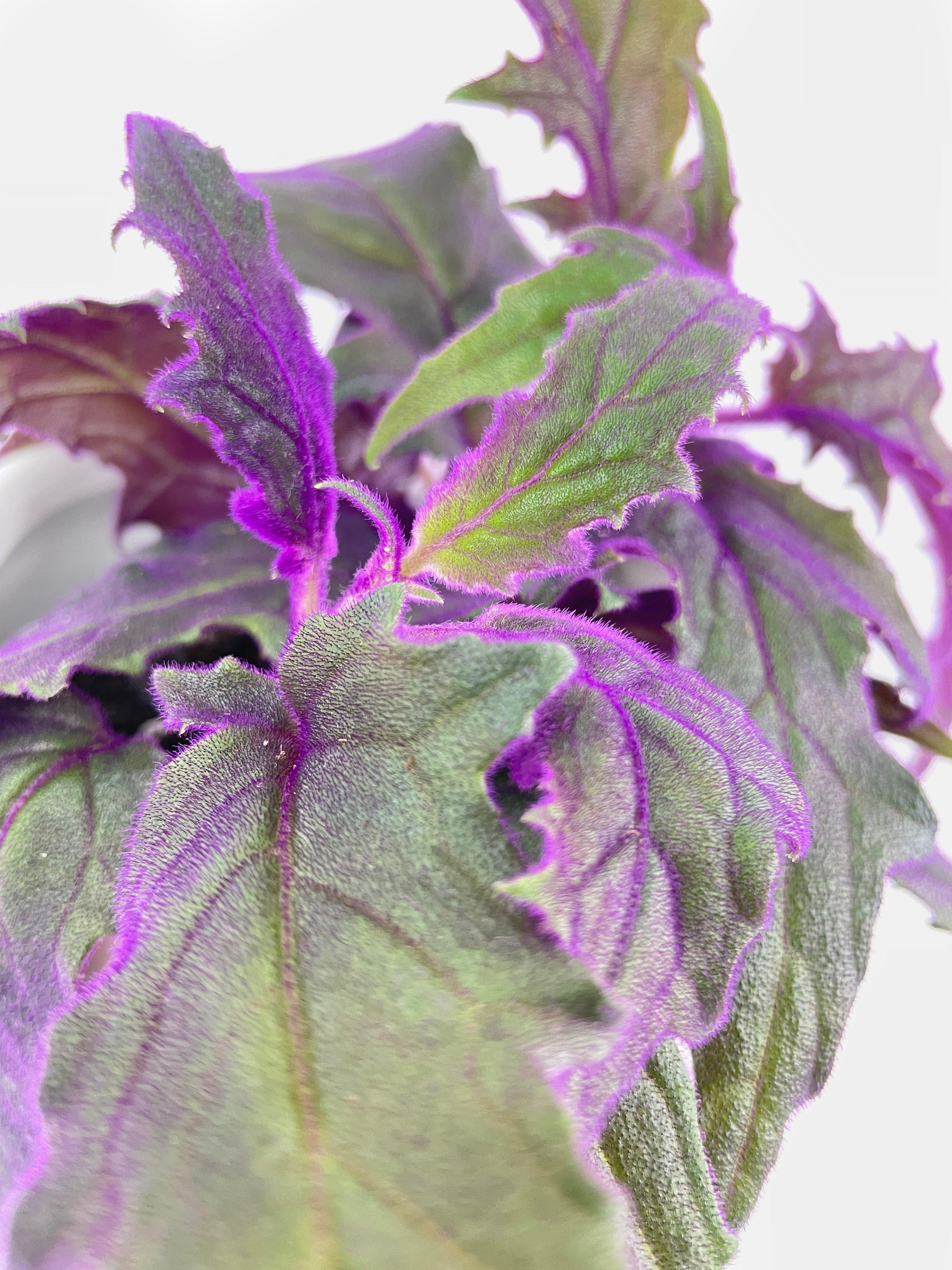 Purple Passion (Gynura Aurantiaca) - Bumble Plants