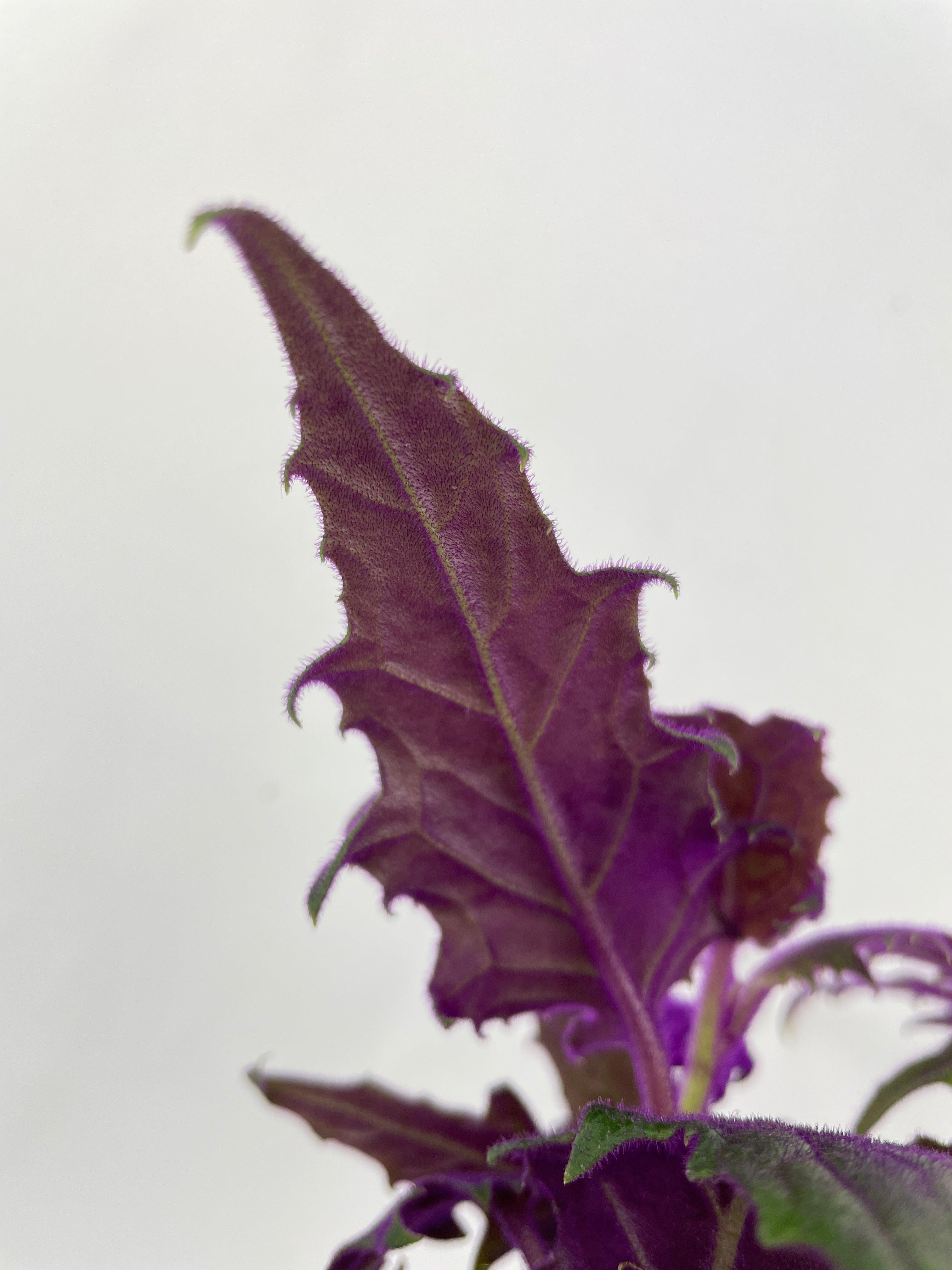 Purple Passion (Gynura Aurantiaca) - Bumble Plants
