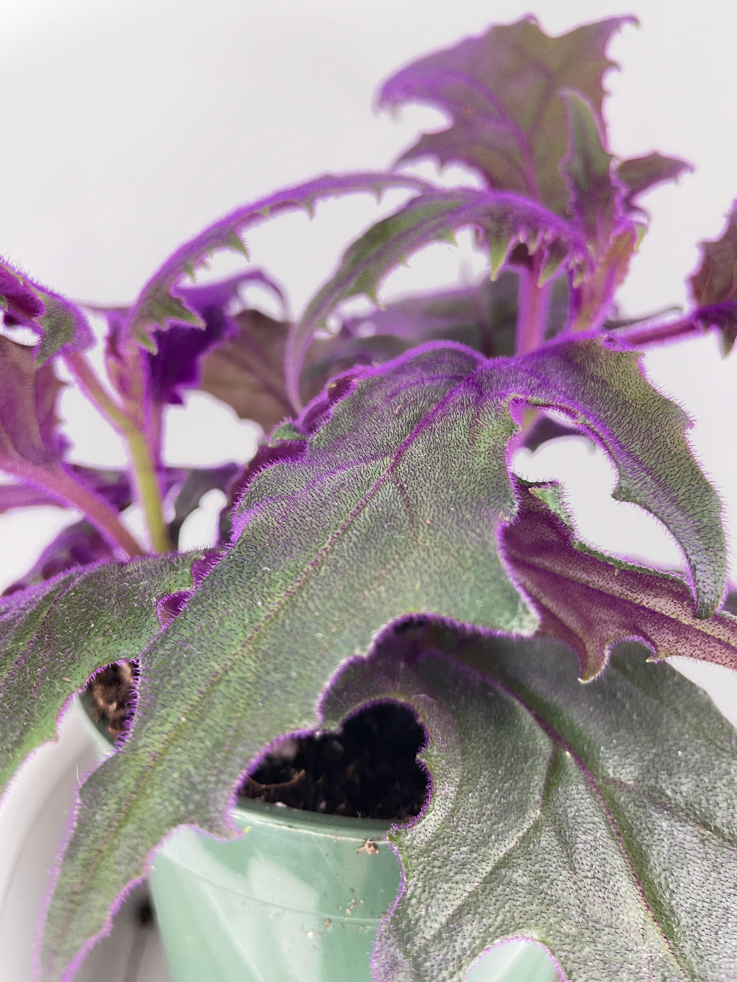 Purple Passion (Gynura Aurantiaca) - Bumble Plants