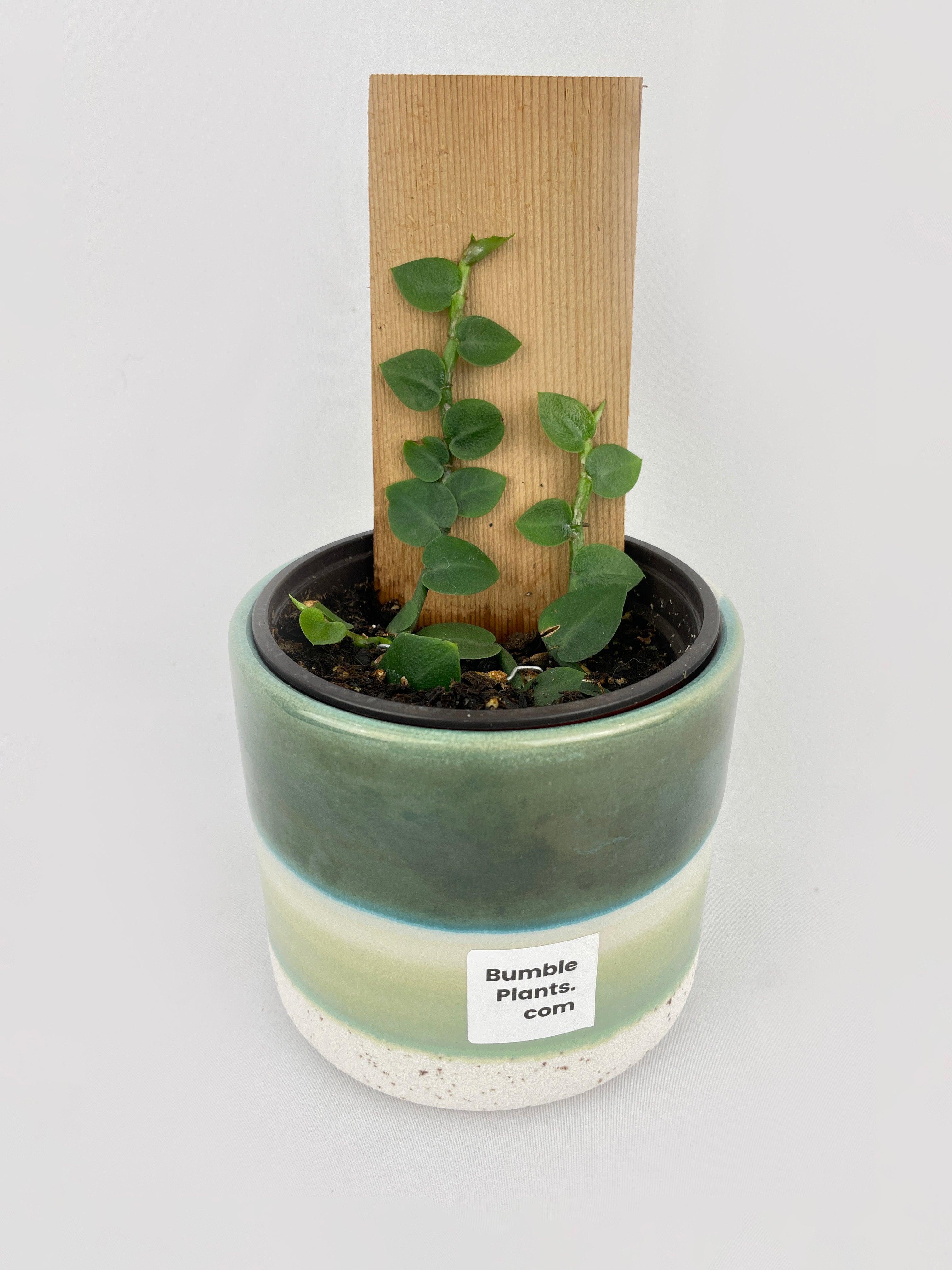 Rhaphidophora Hayi - Bumble Plants