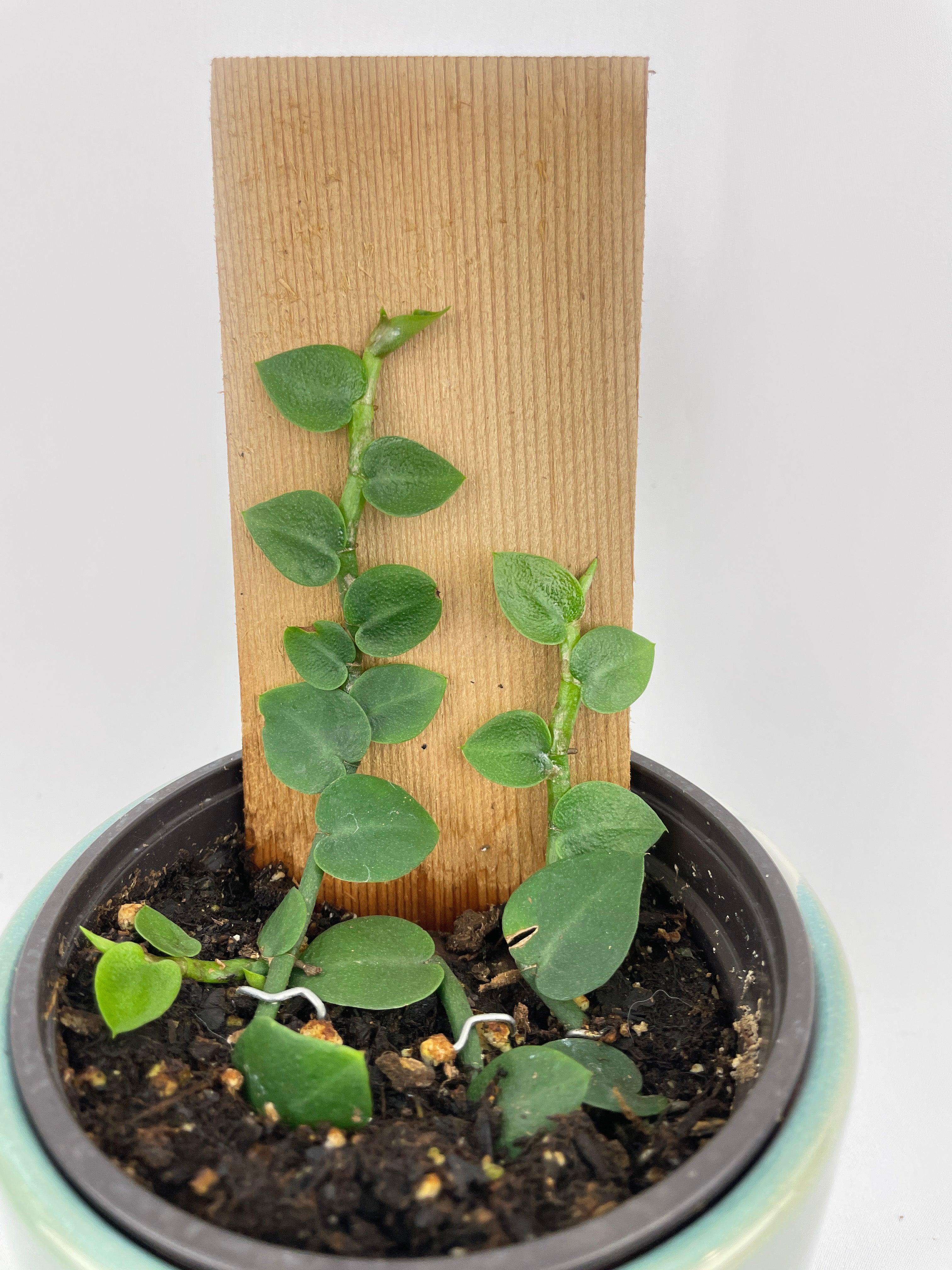 Rhaphidophora Hayi - Bumble Plants