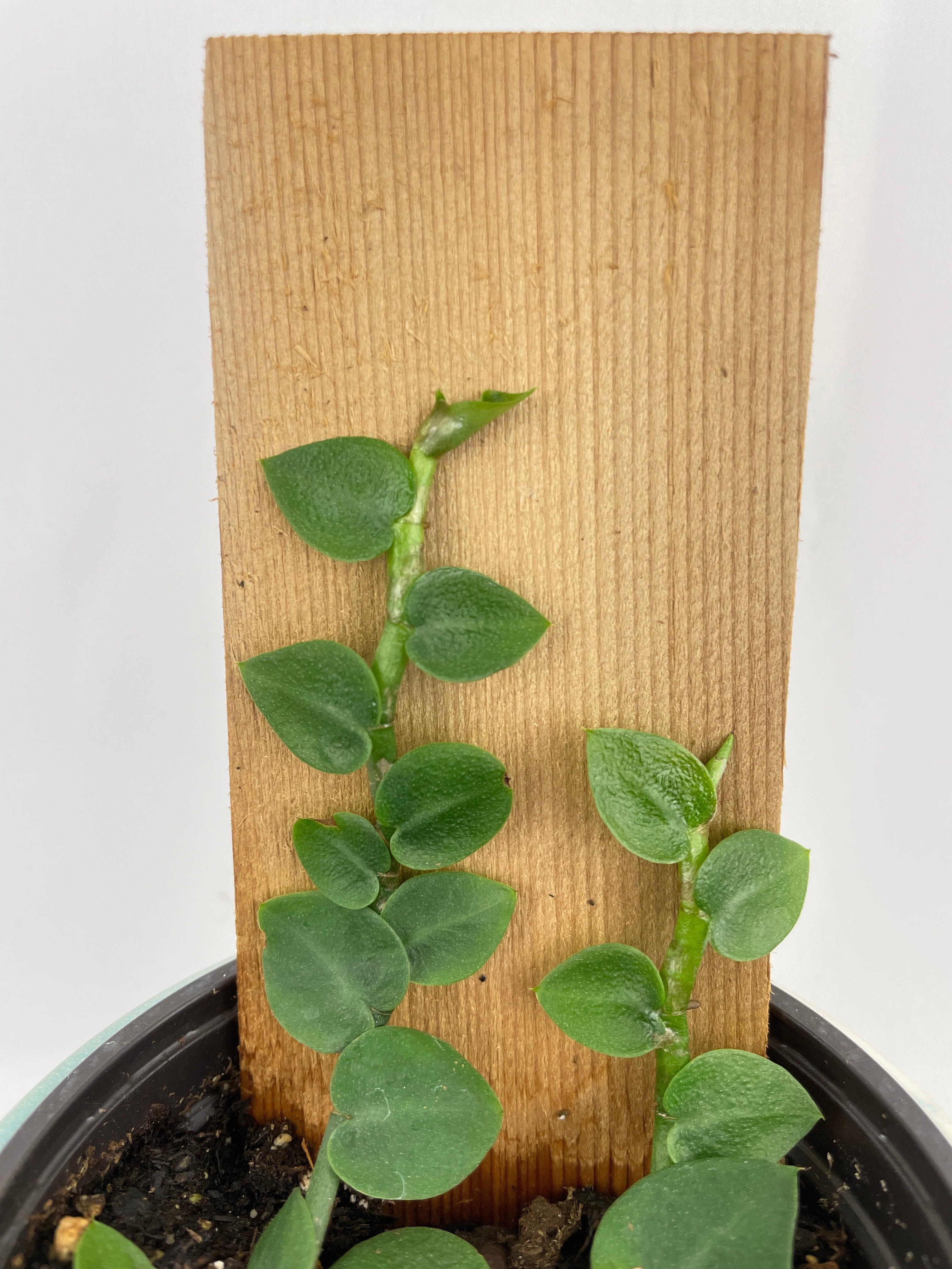 Rhaphidophora Hayi - Bumble Plants
