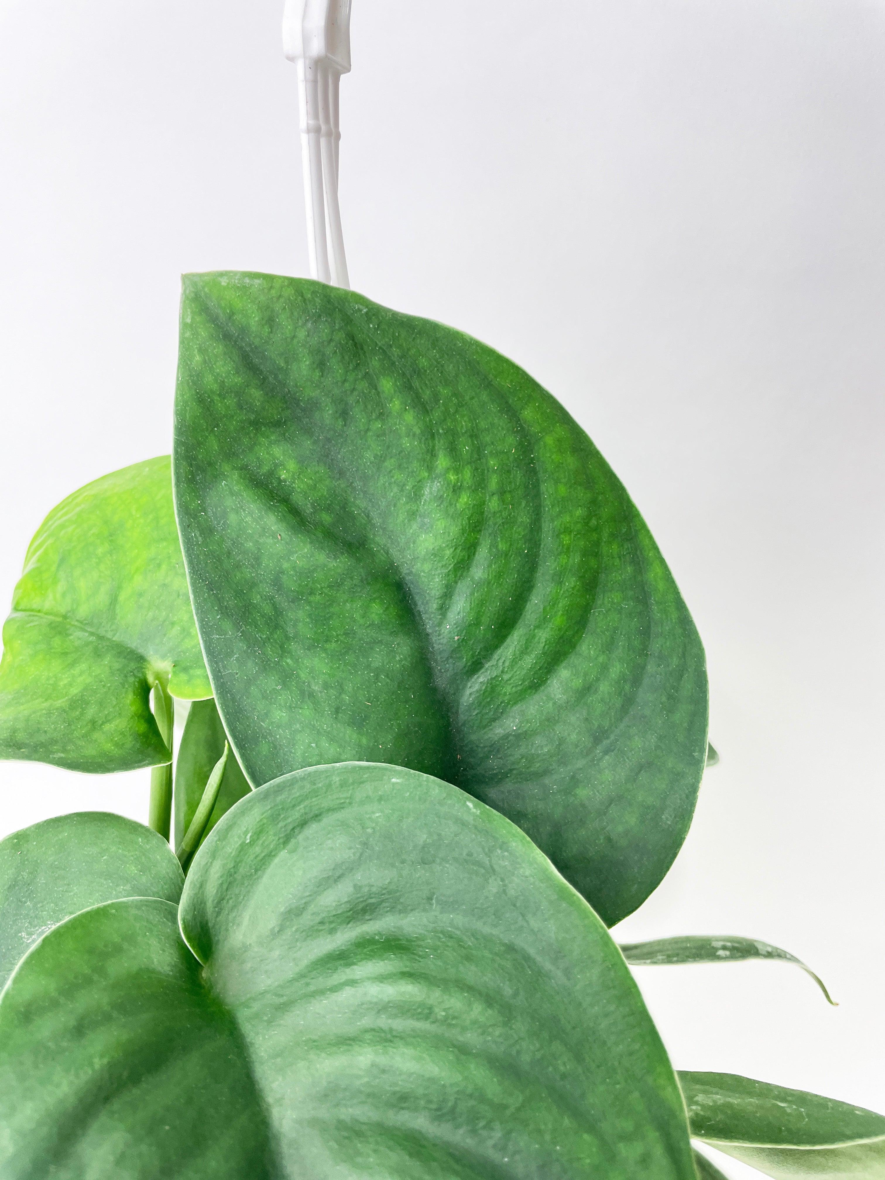 Scindapsus Jade Satin "Green Form" - Bumble Plants