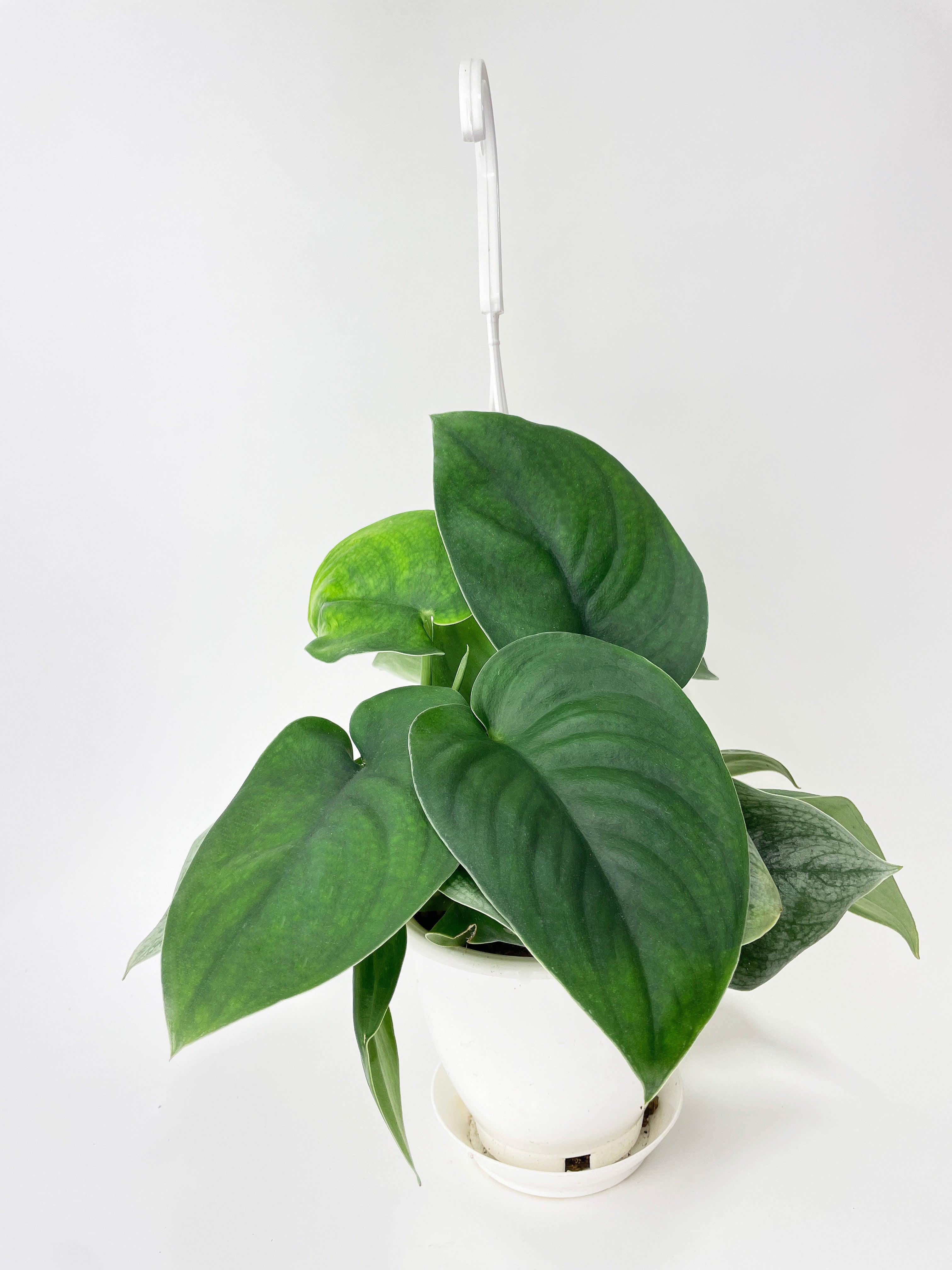 Scindapsus Jade Satin "Green Form" - Bumble Plants