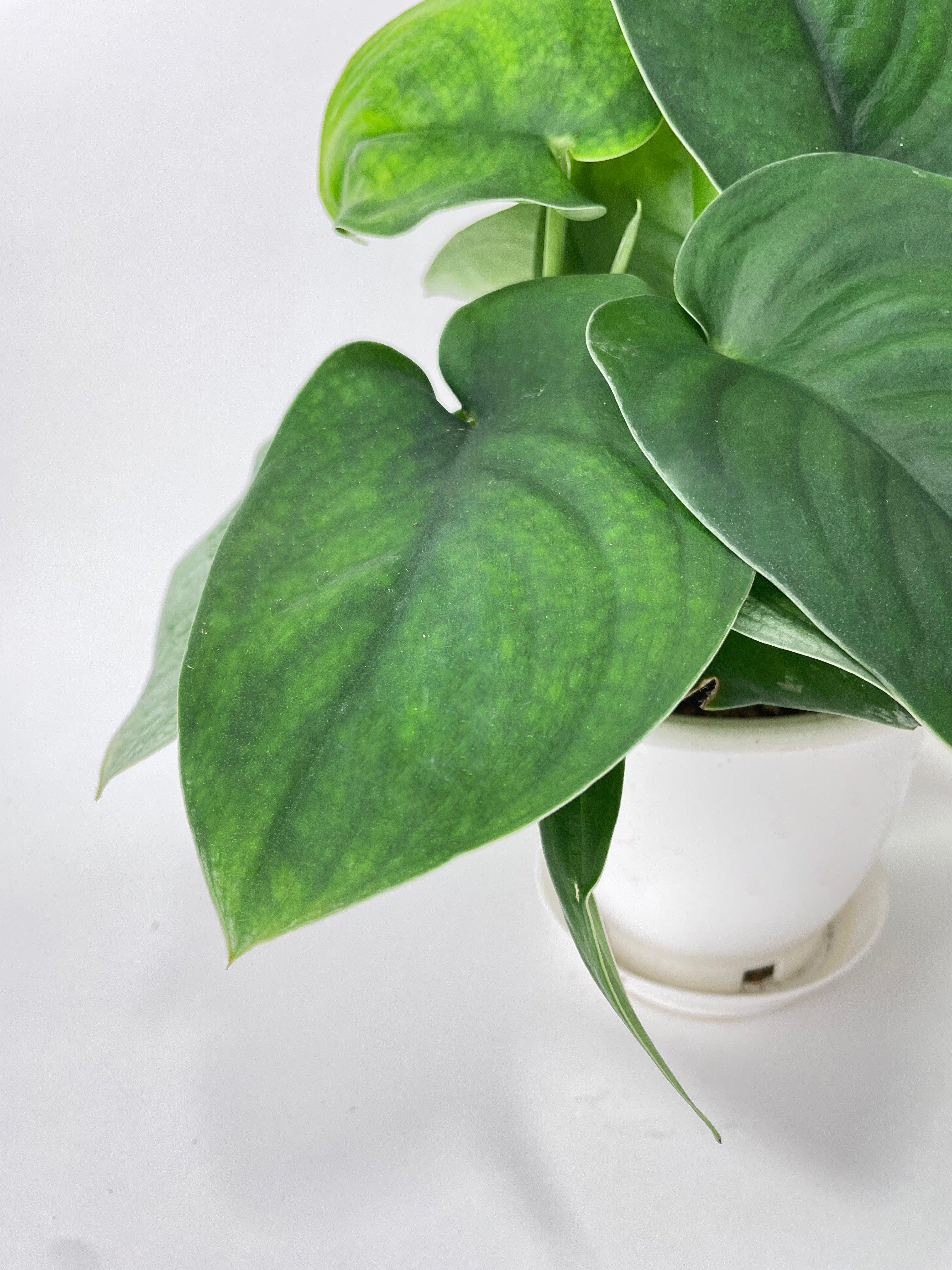 Scindapsus Jade Satin "Green Form" - Bumble Plants