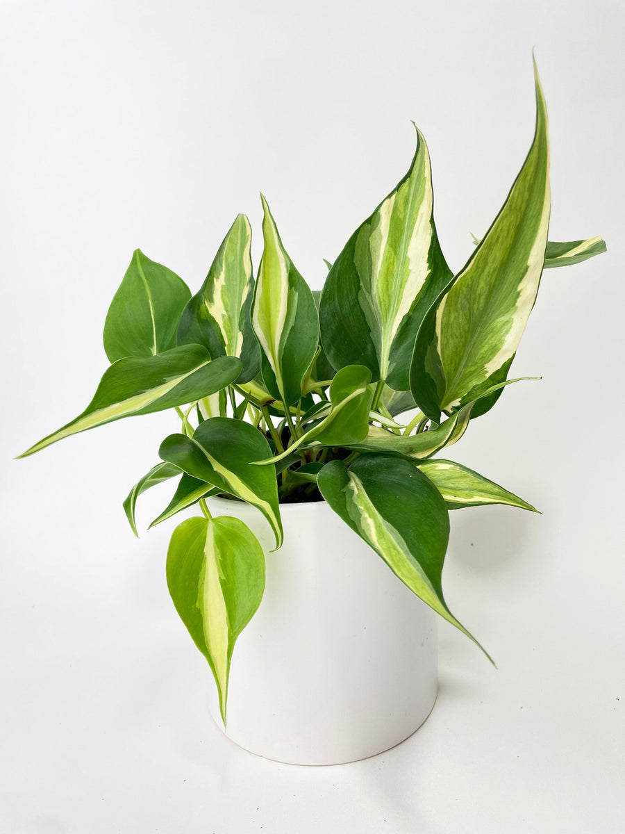 buy silver leaf philodendron roch ny Philodendron Hederaceum Silver Stripe