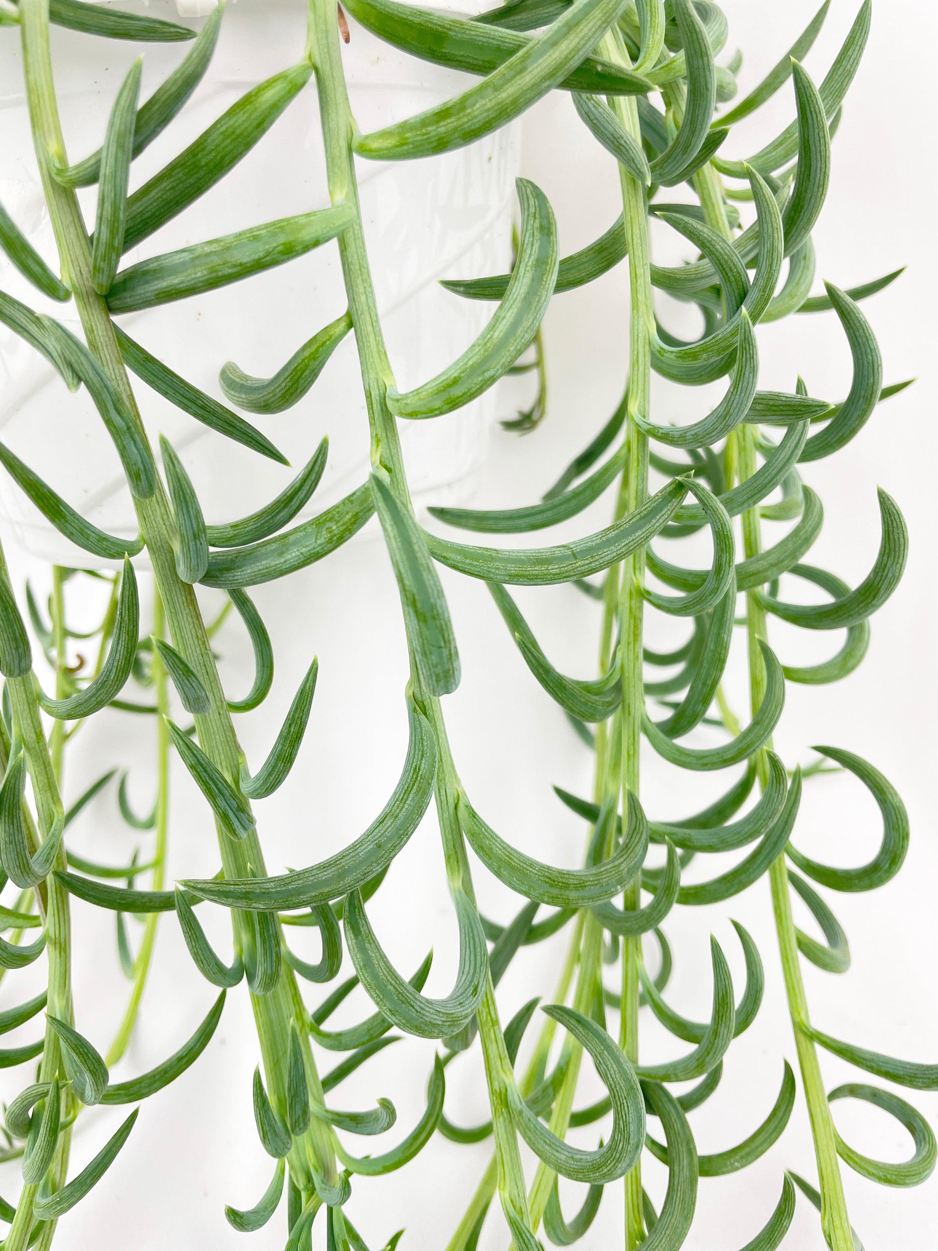 String of Fish Hooks - Bumble Plants