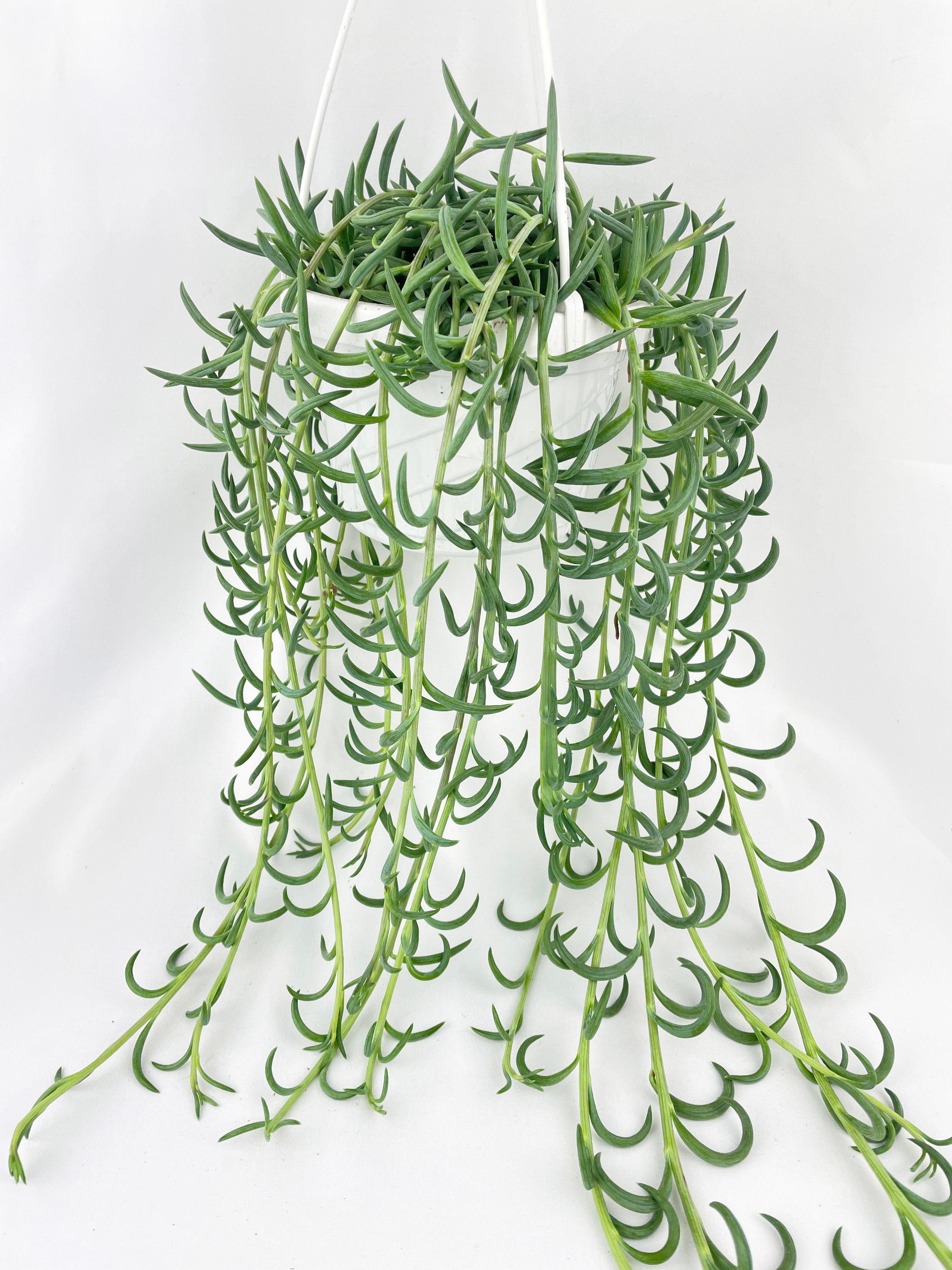 String of Fish Hooks - Bumble Plants