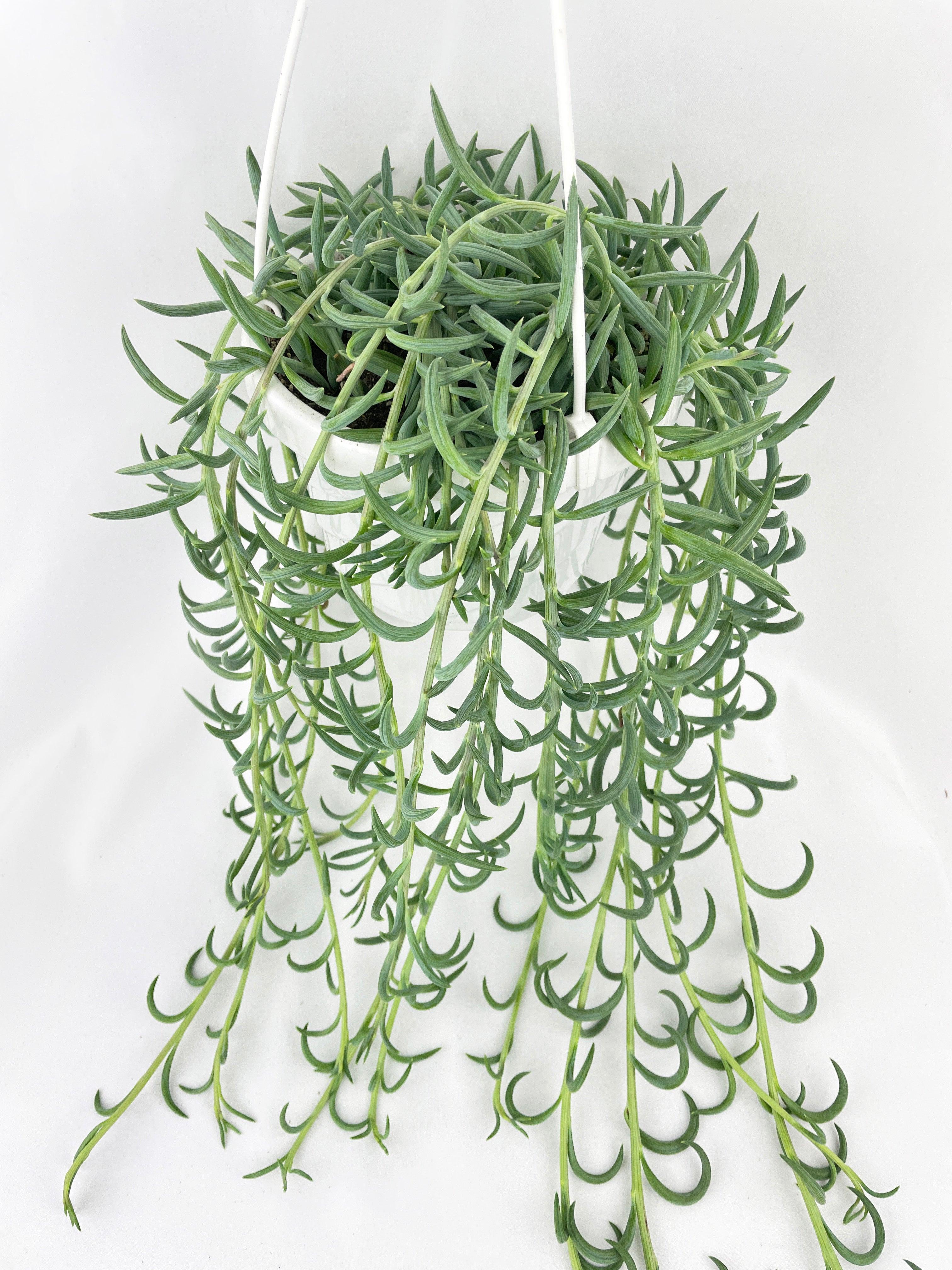 String of Fish Hooks - Bumble Plants