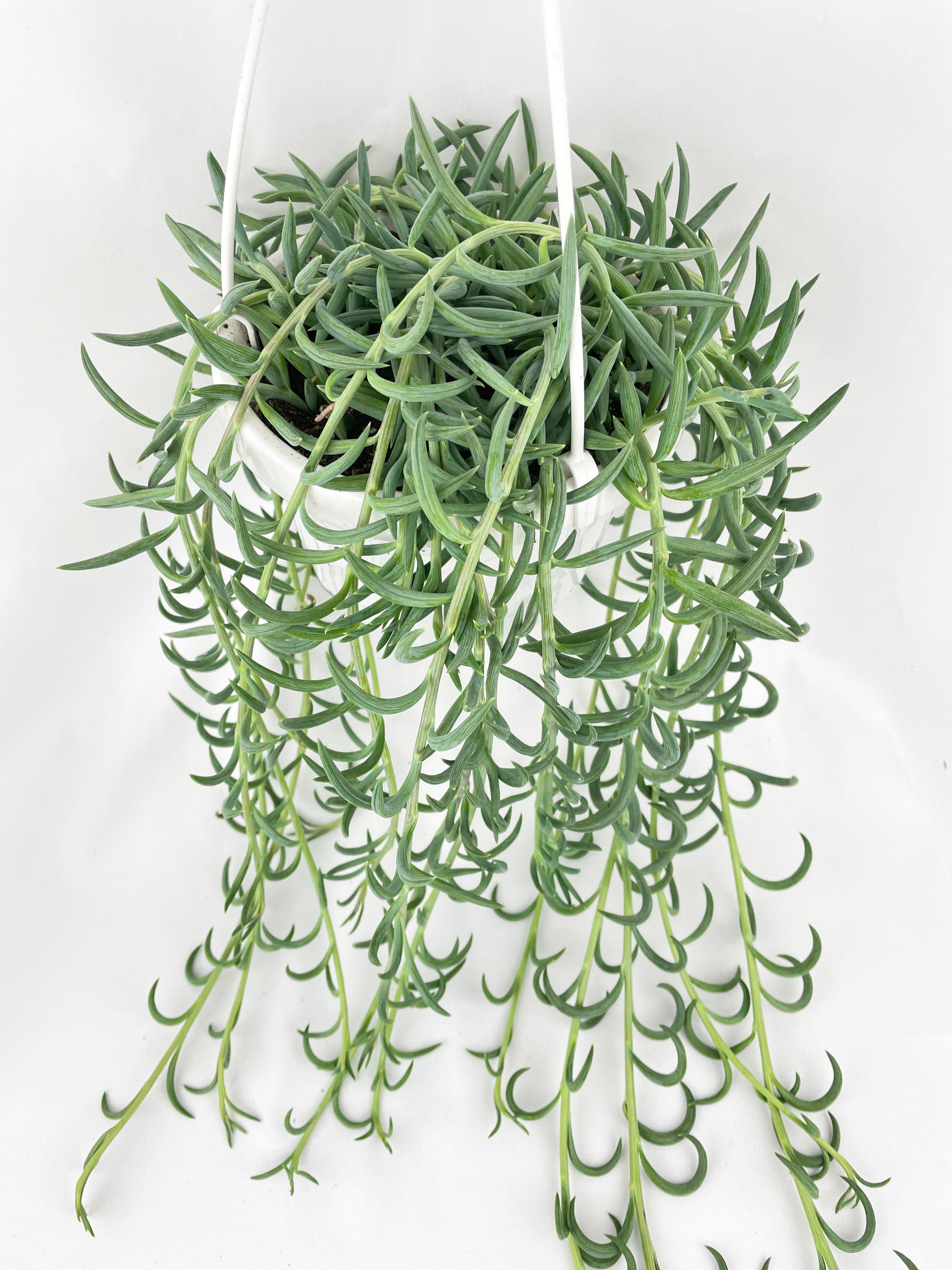 String of Fish Hooks - Bumble Plants