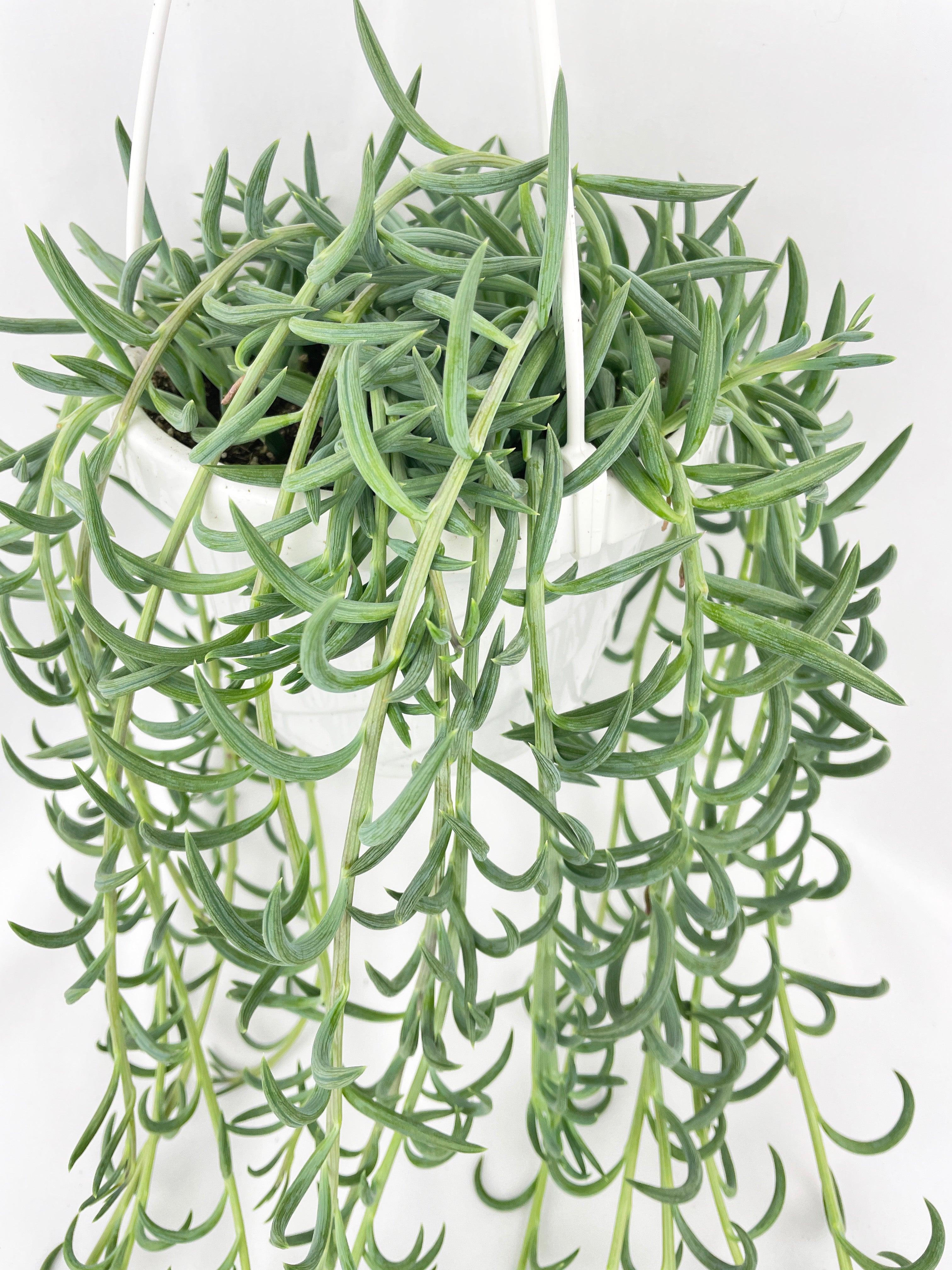 String of Fish Hooks - Bumble Plants