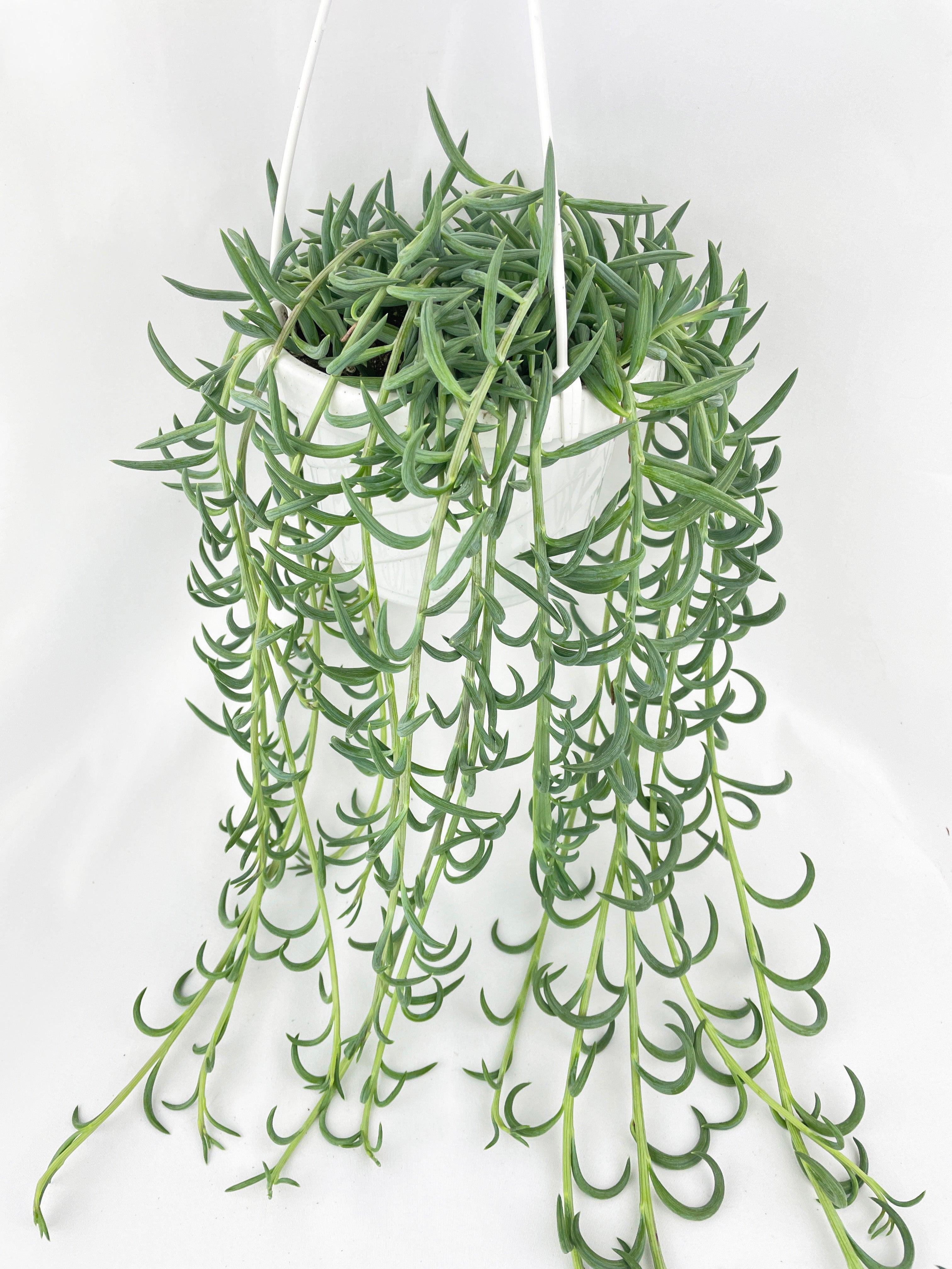 String of Fish Hooks - Bumble Plants
