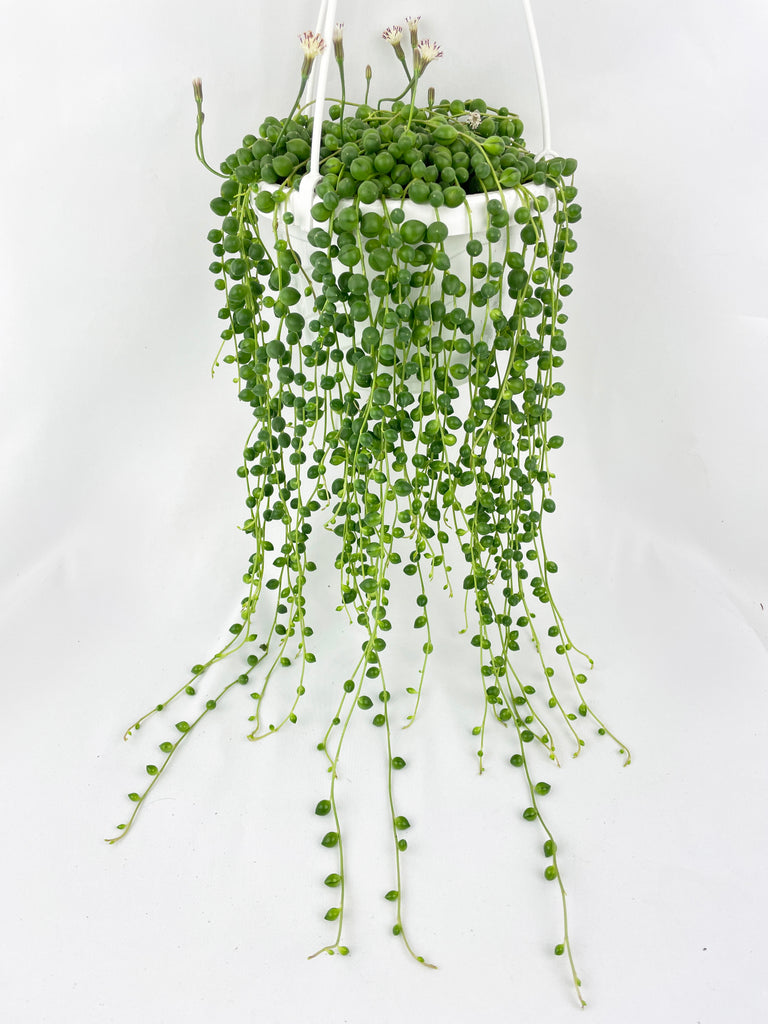 String of Pearls - Bumble Plants