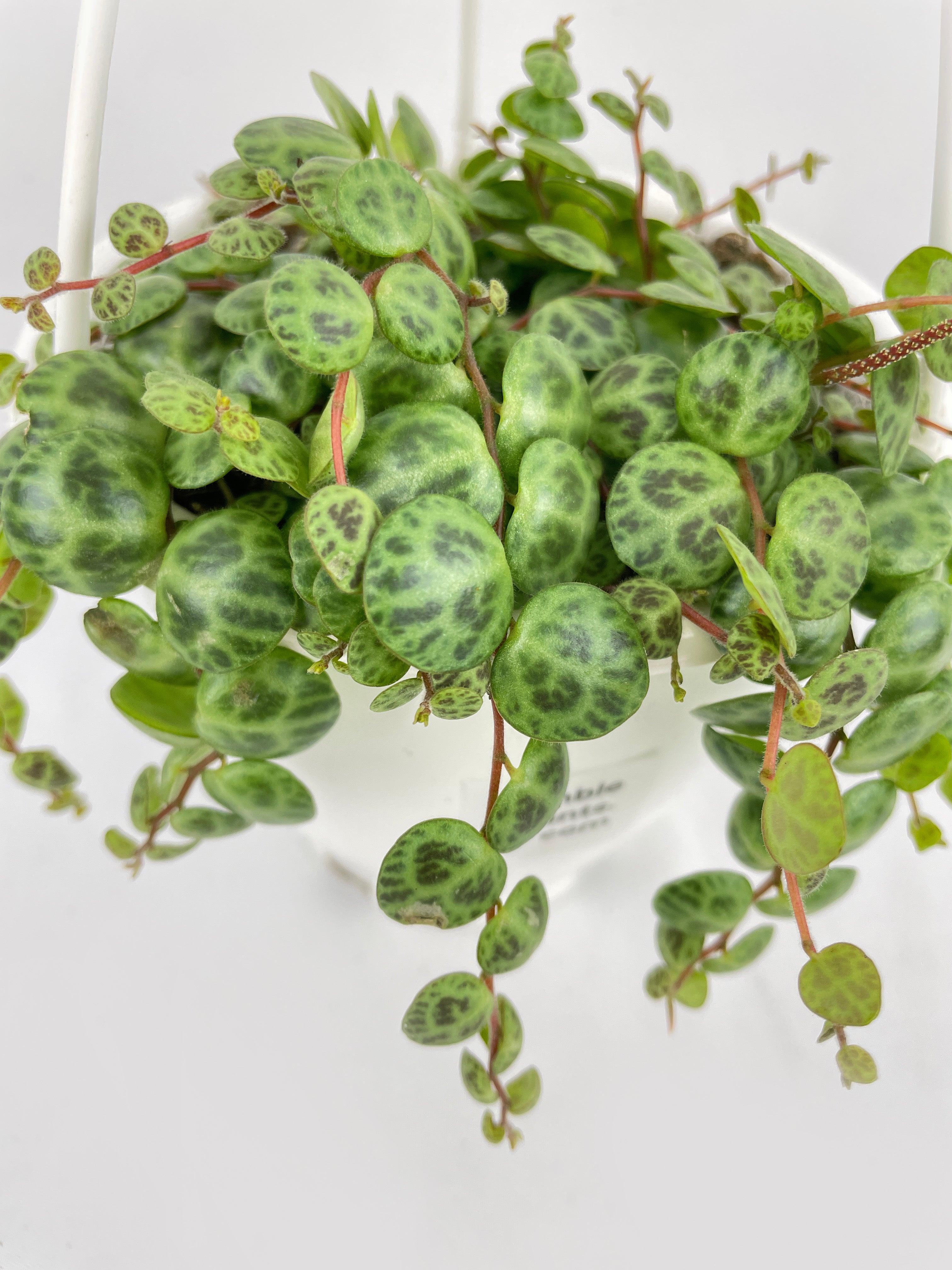 String of Turtles Succulent - Bumble Plants