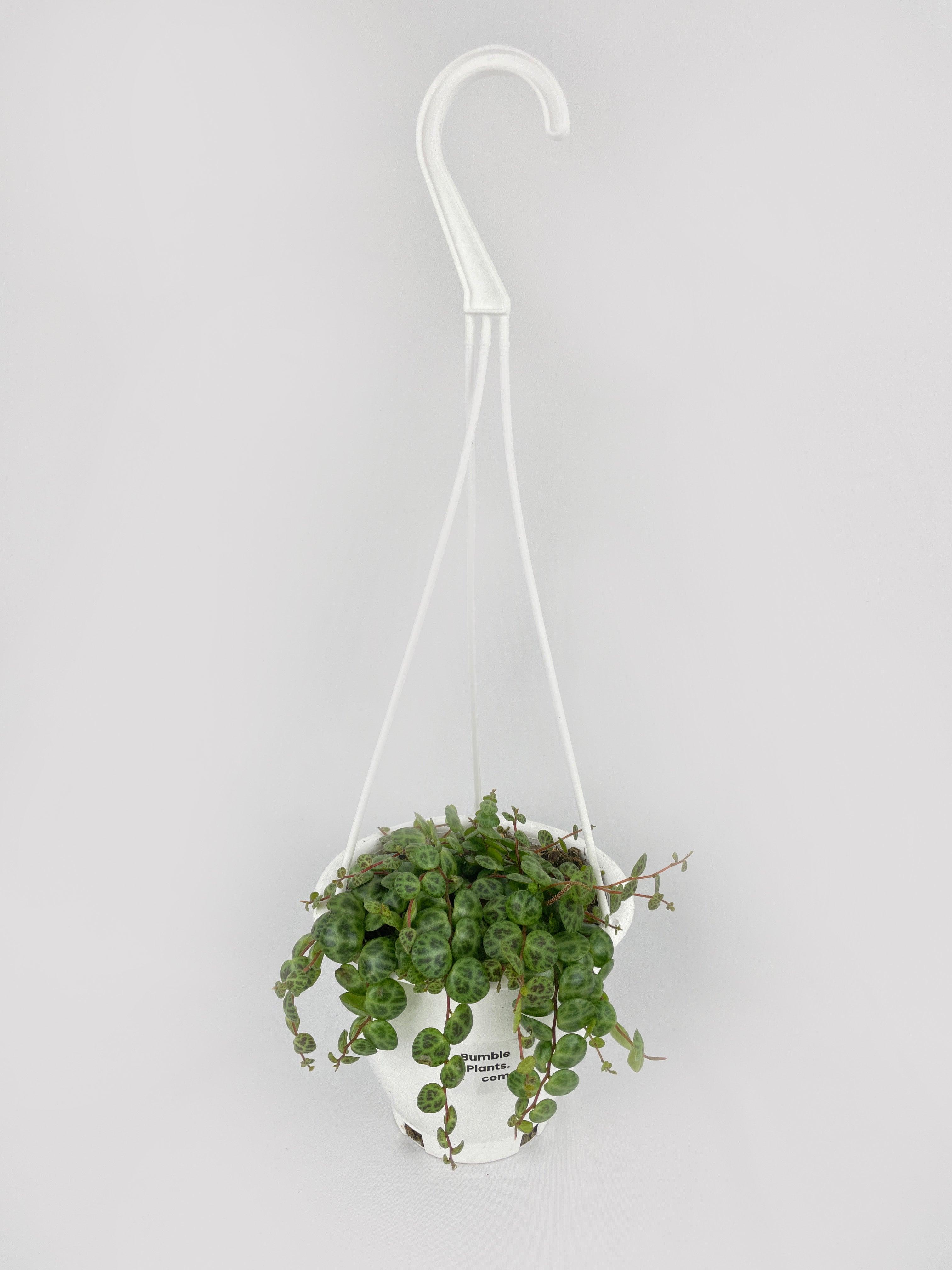 String of Turtles Succulent - Bumble Plants