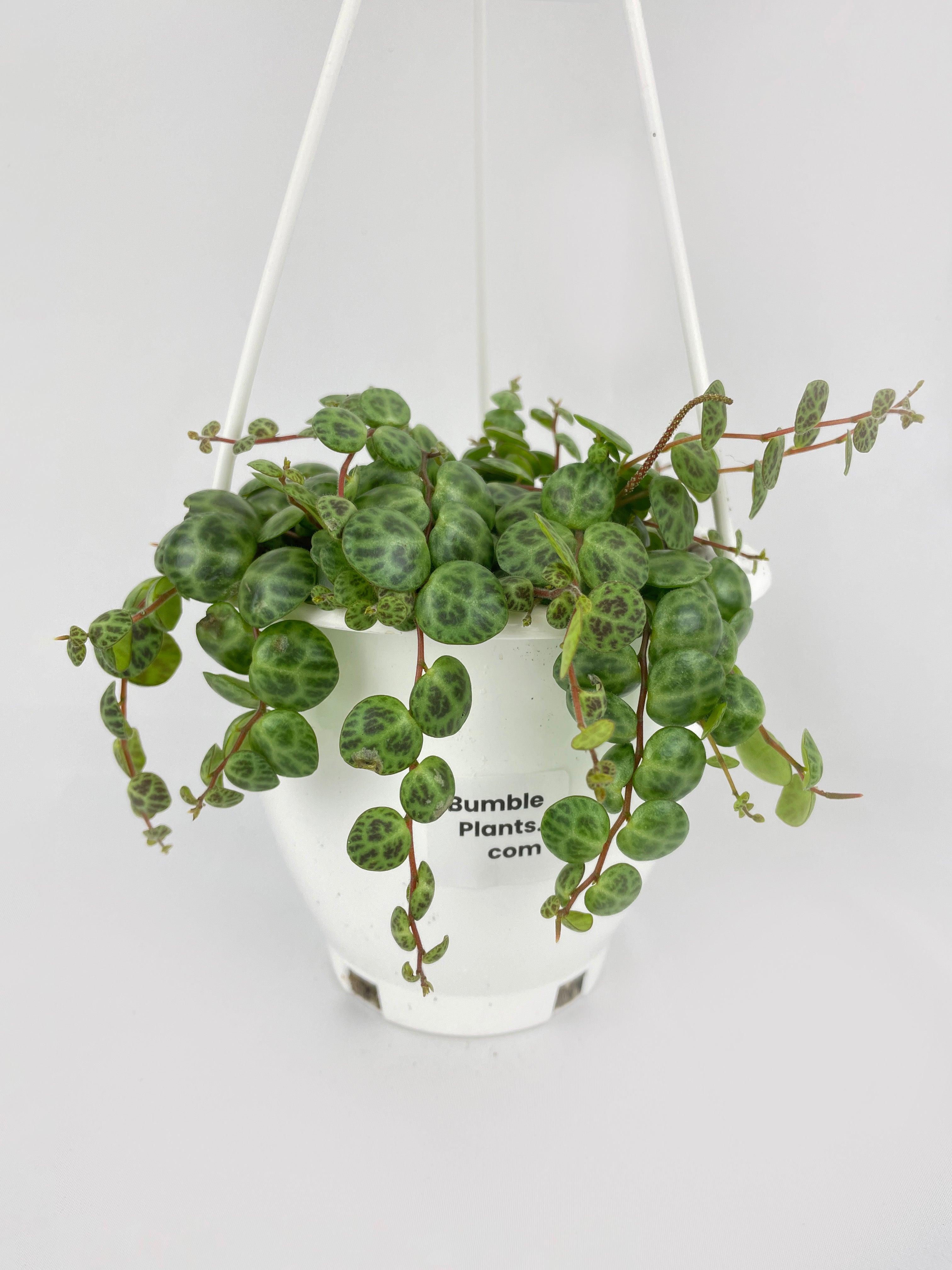 String of Turtles Succulent - Bumble Plants