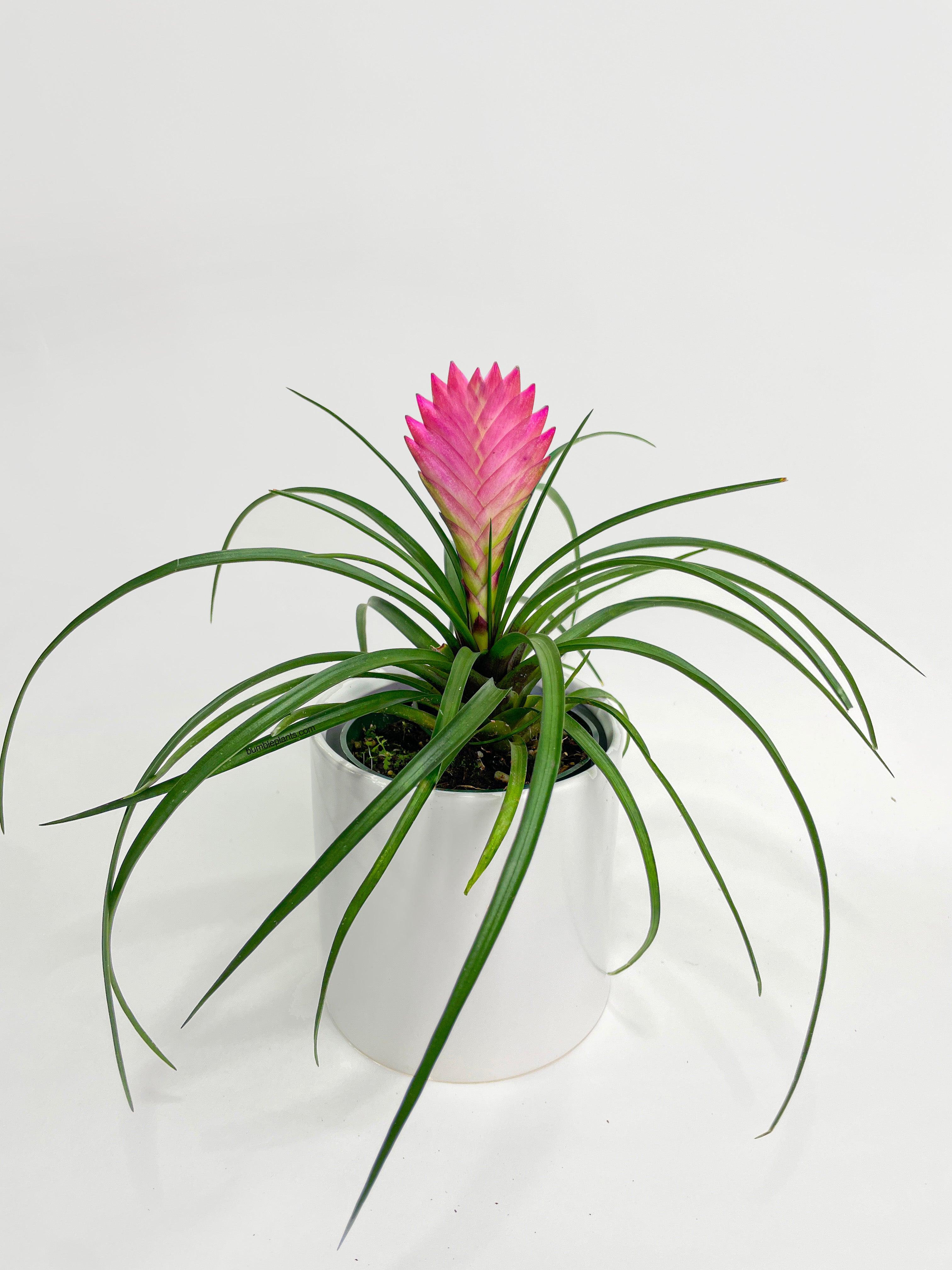 Tillandsia Cyanea 'Pink Quill' Bromeliad - Bumble Plants