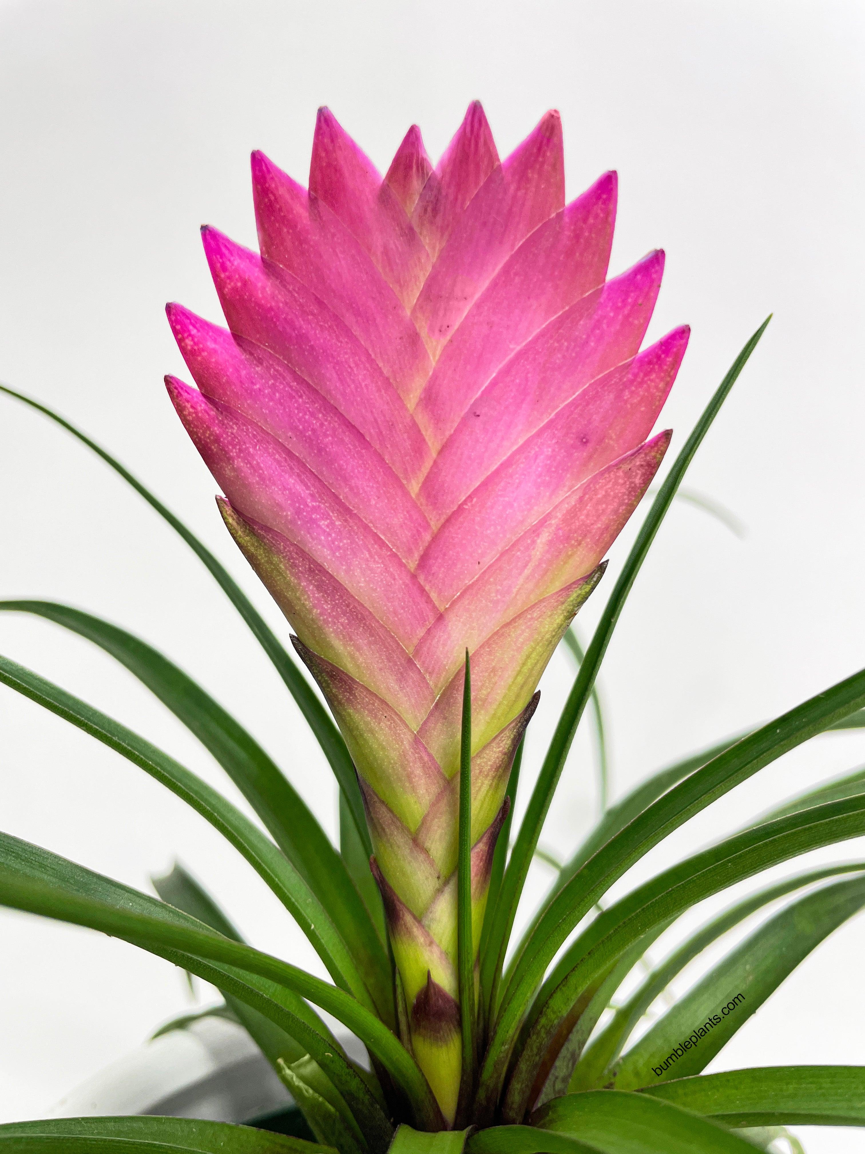 Tillandsia Cyanea 'Pink Quill' Bromeliad - Bumble Plants