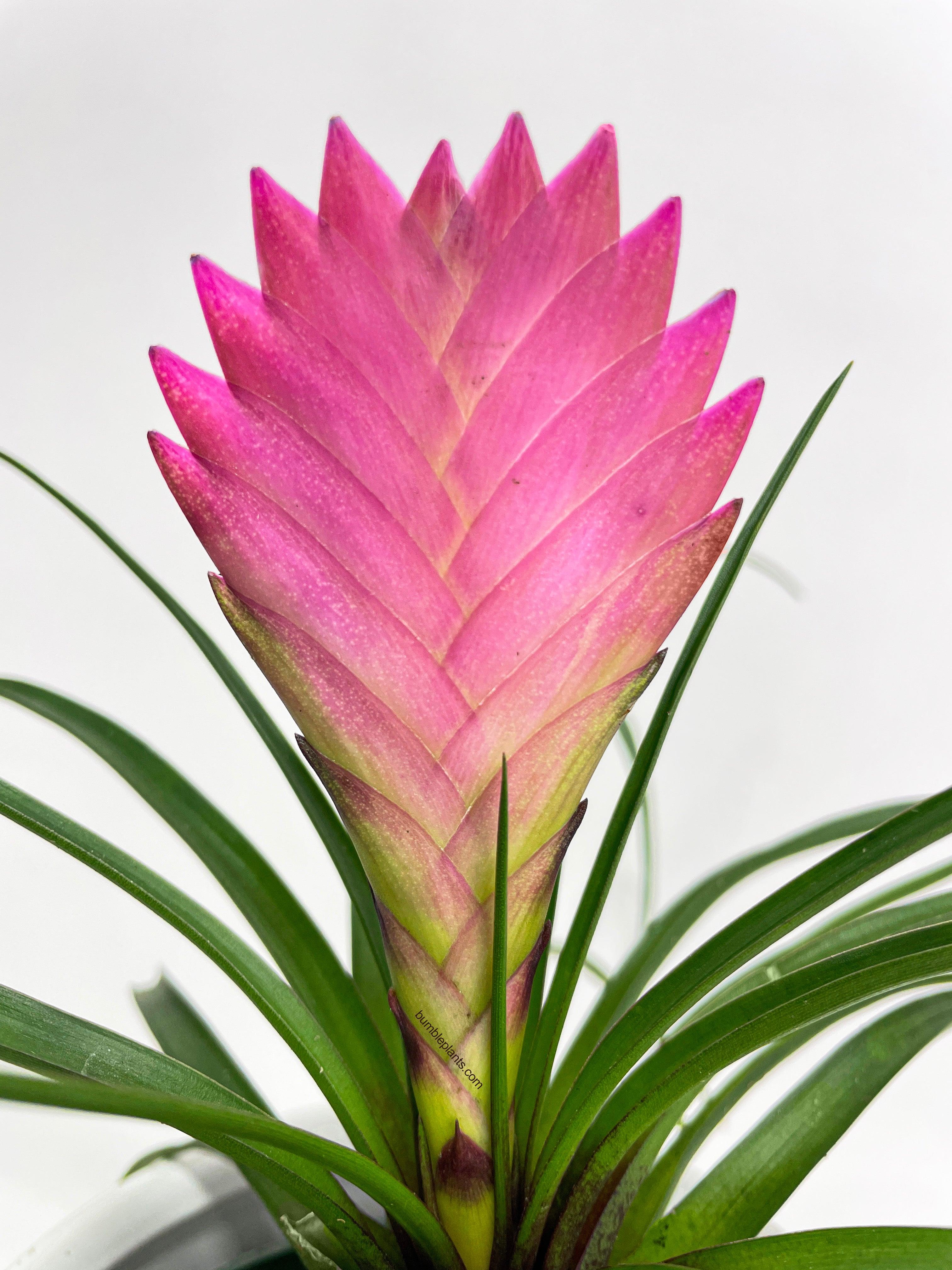 Tillandsia Cyanea 'Pink Quill' Bromeliad - Bumble Plants