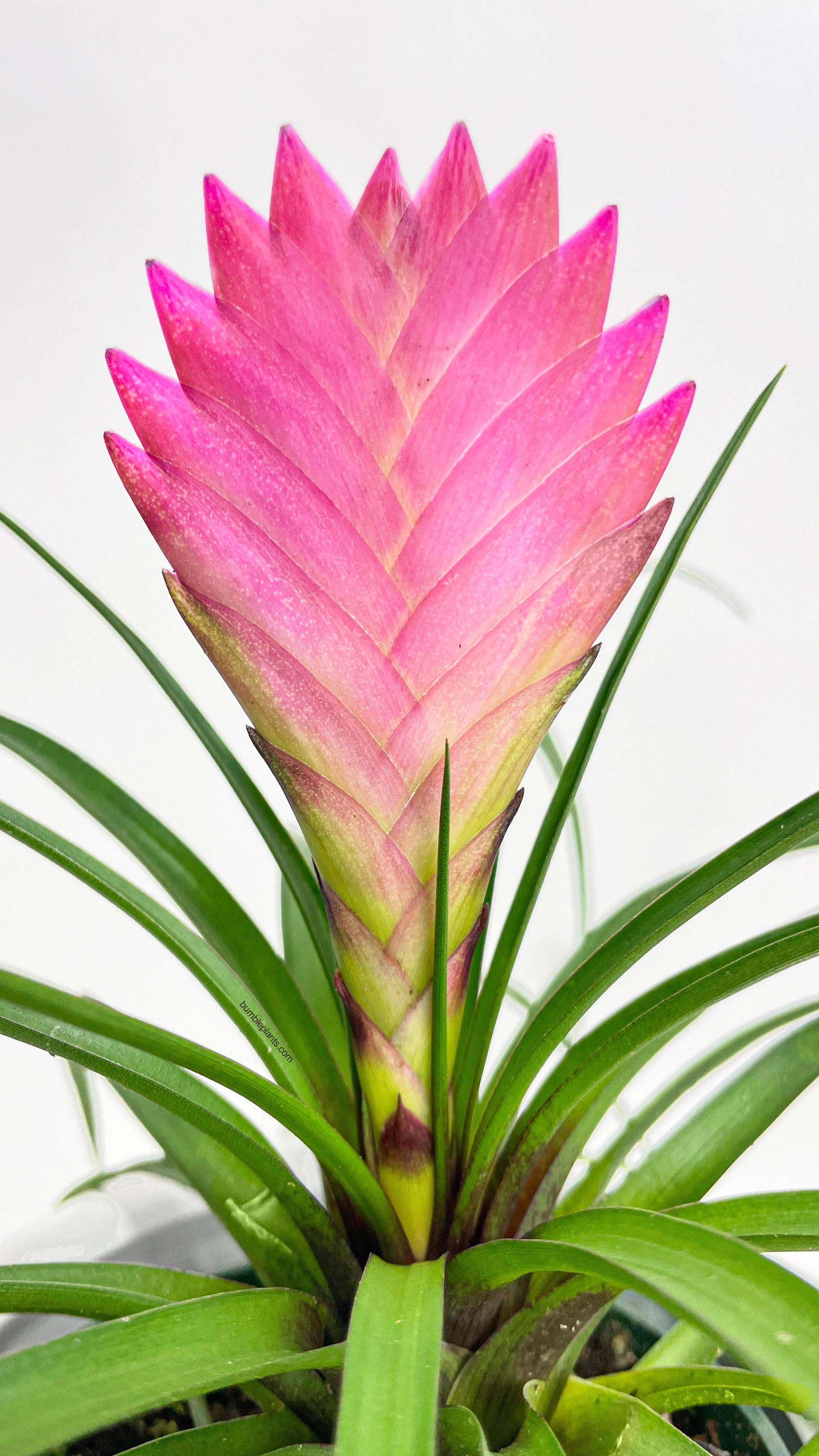 Tillandsia Cyanea 'Pink Quill' Bromeliad - Bumble Plants