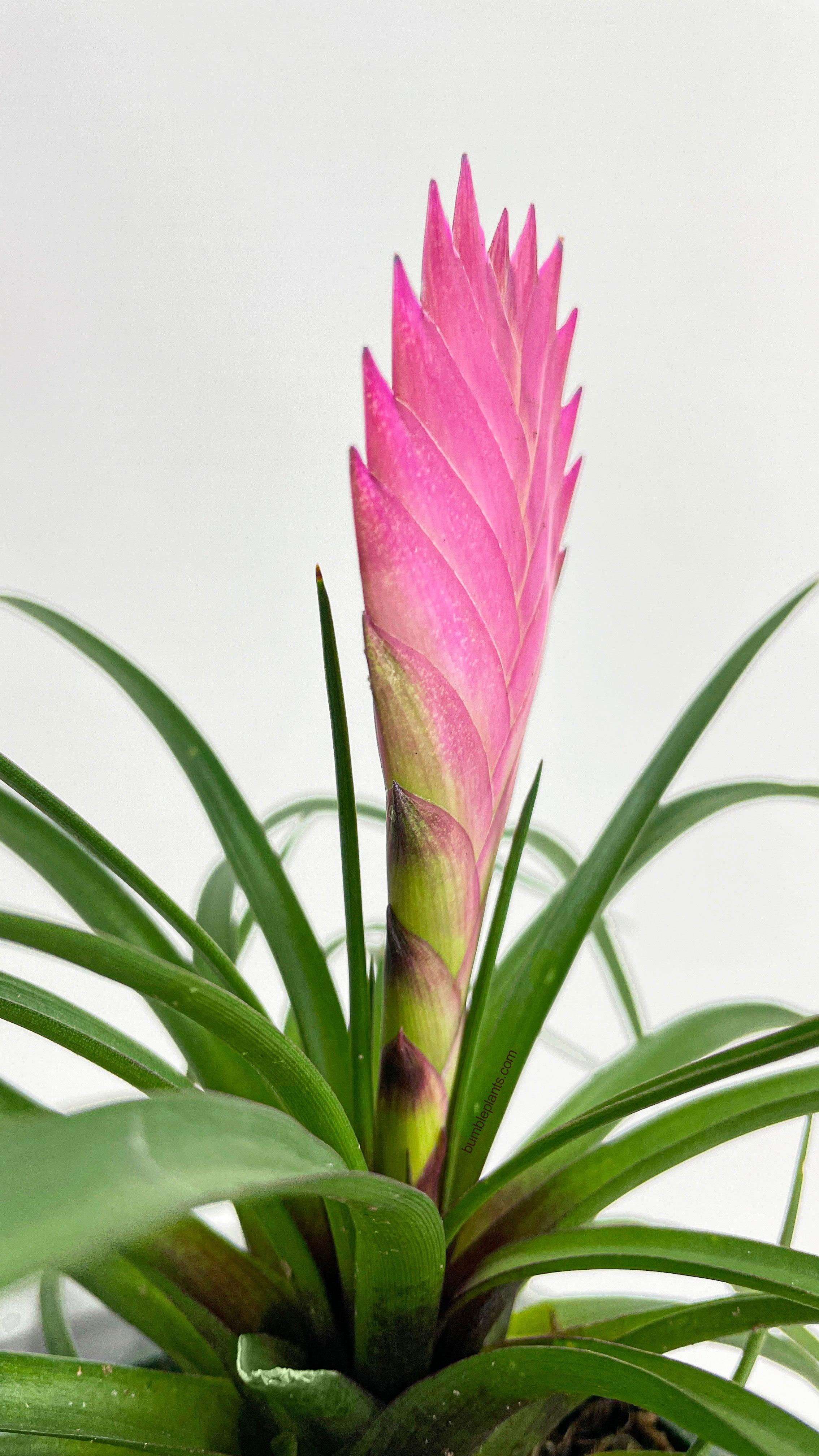 Tillandsia Cyanea 'Pink Quill' Bromeliad - Bumble Plants
