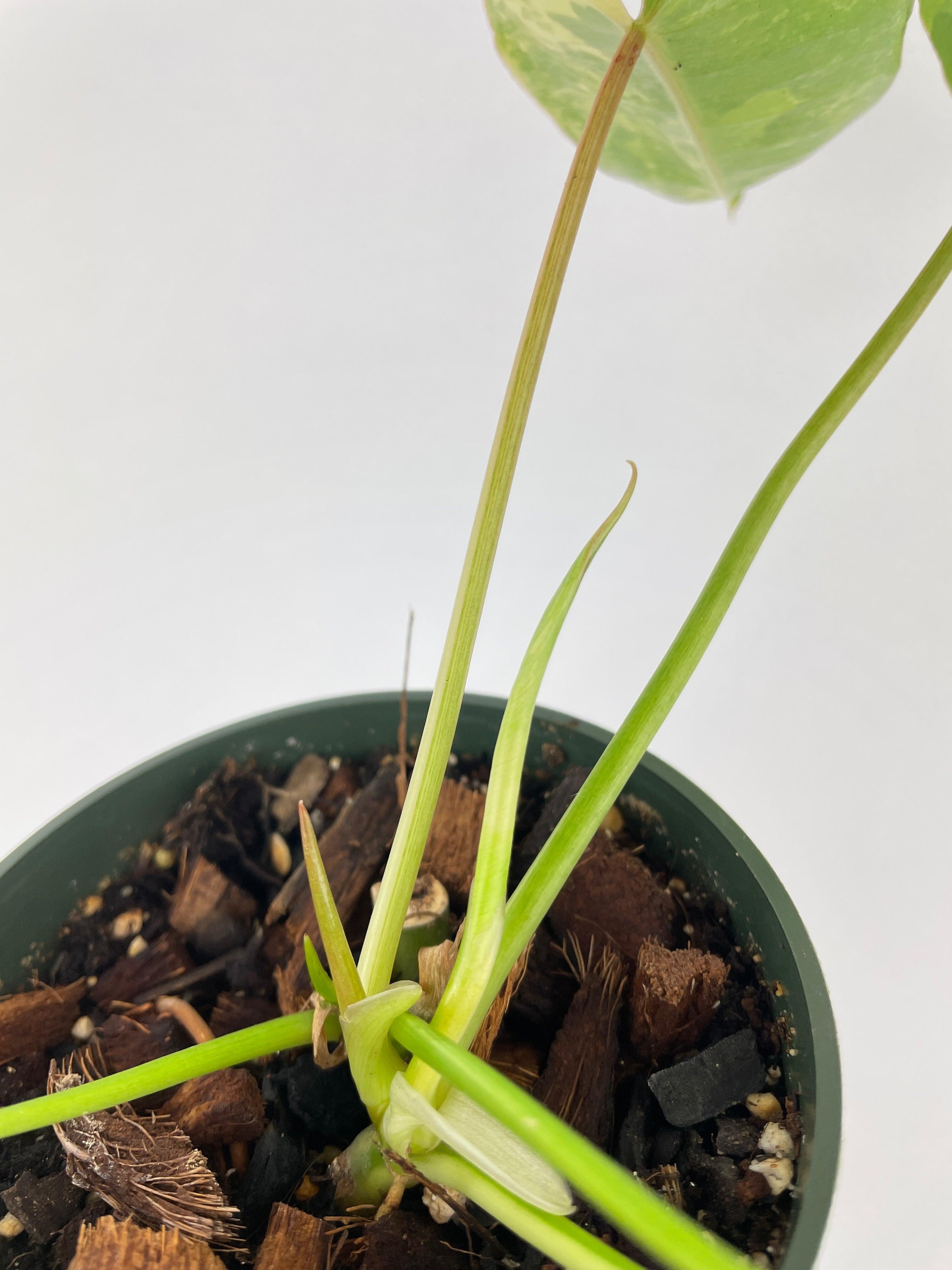 Variegated Philodendron Burle Marx - Bumble Plants