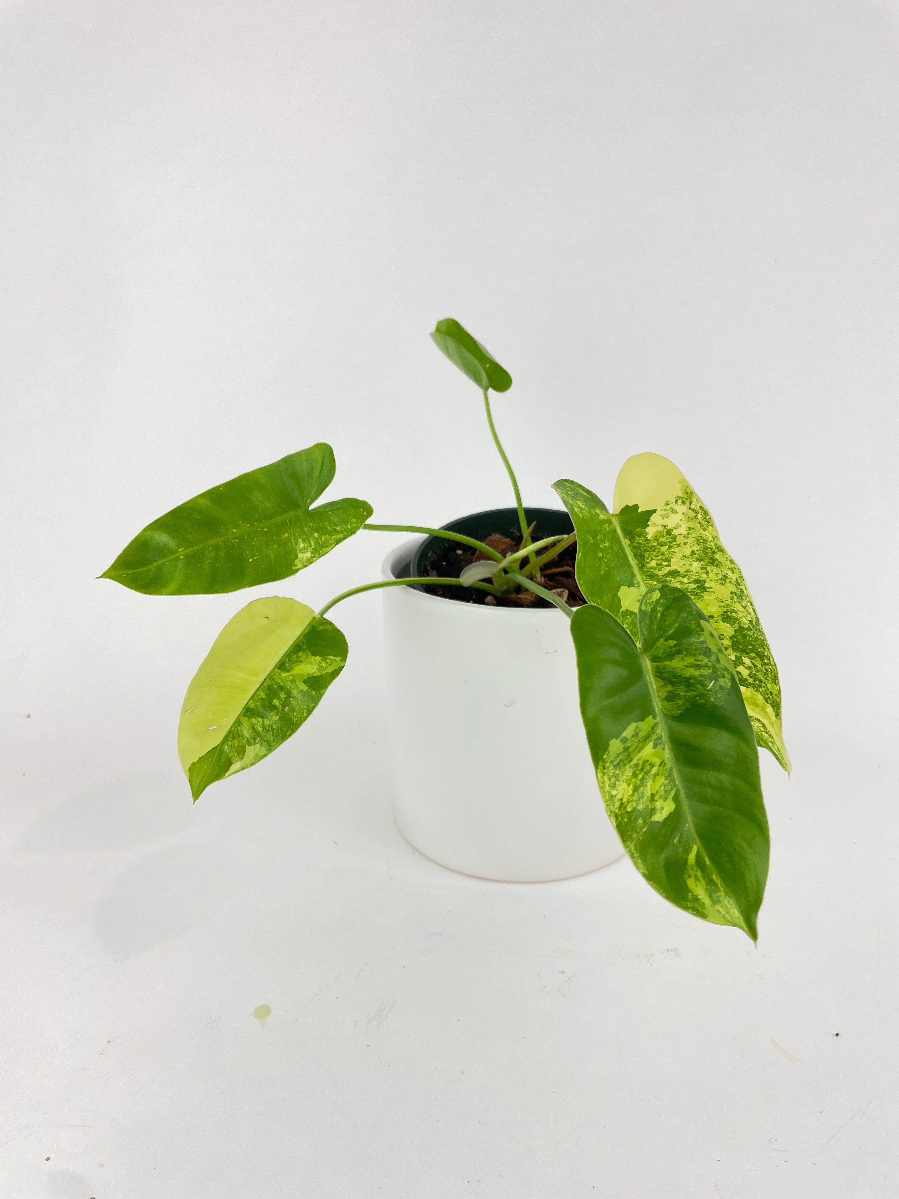 Variegated Philodendron Burle Marx - Bumble Plants