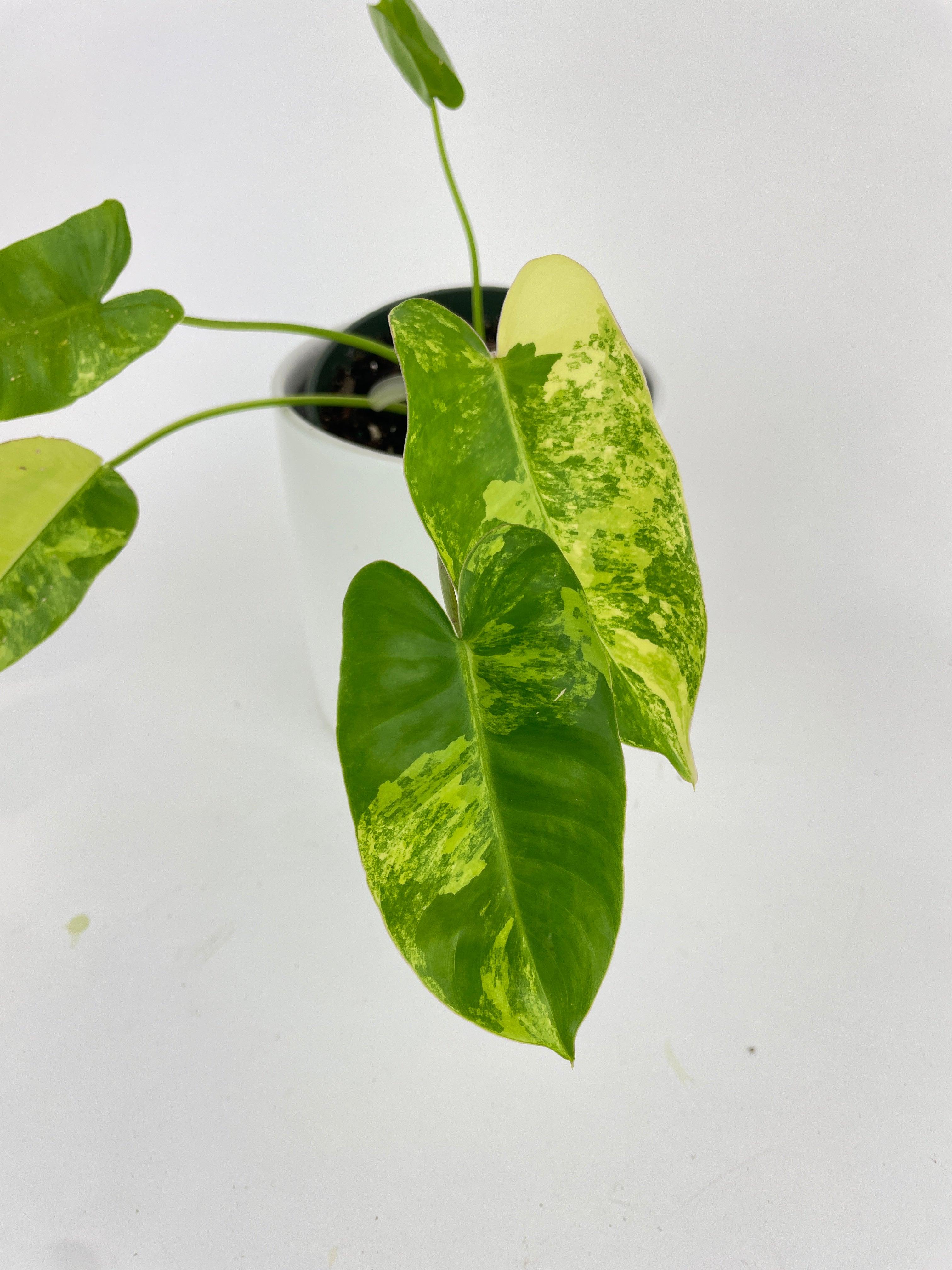 Variegated Philodendron Burle Marx - Bumble Plants