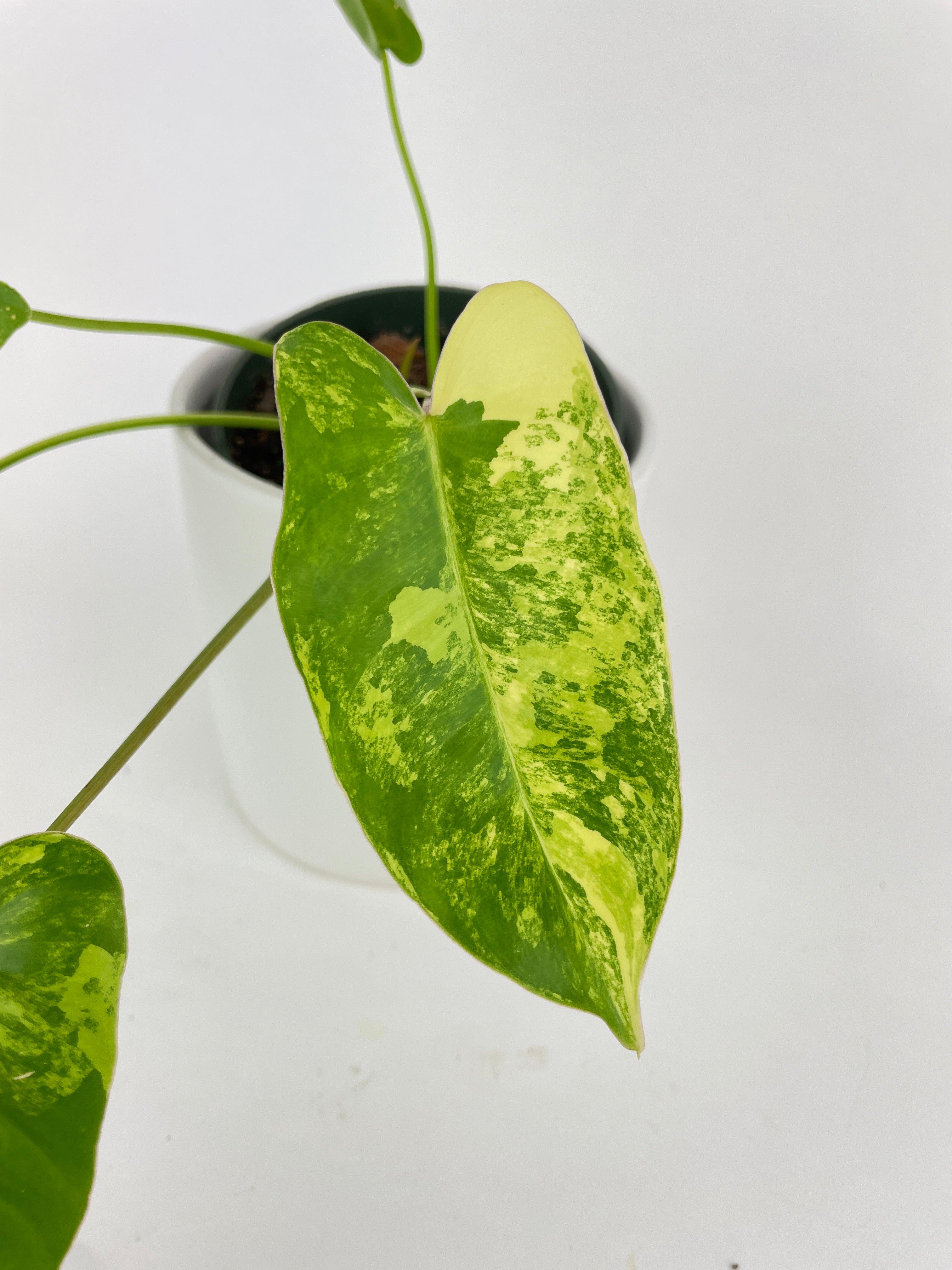 Variegated Philodendron Burle Marx - Bumble Plants