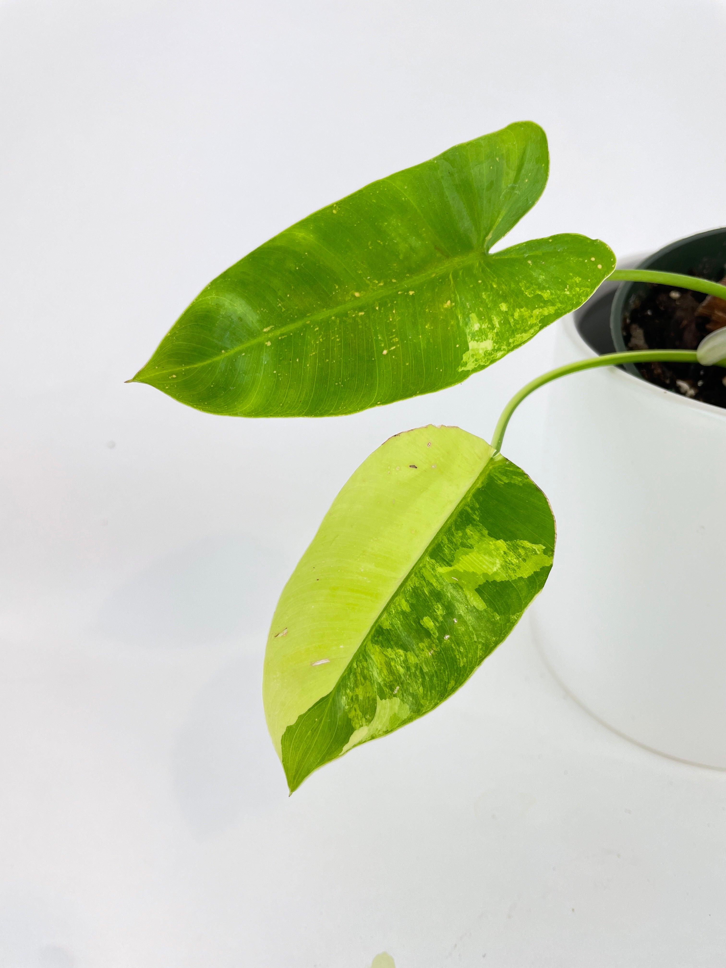 Variegated Philodendron Burle Marx - Bumble Plants