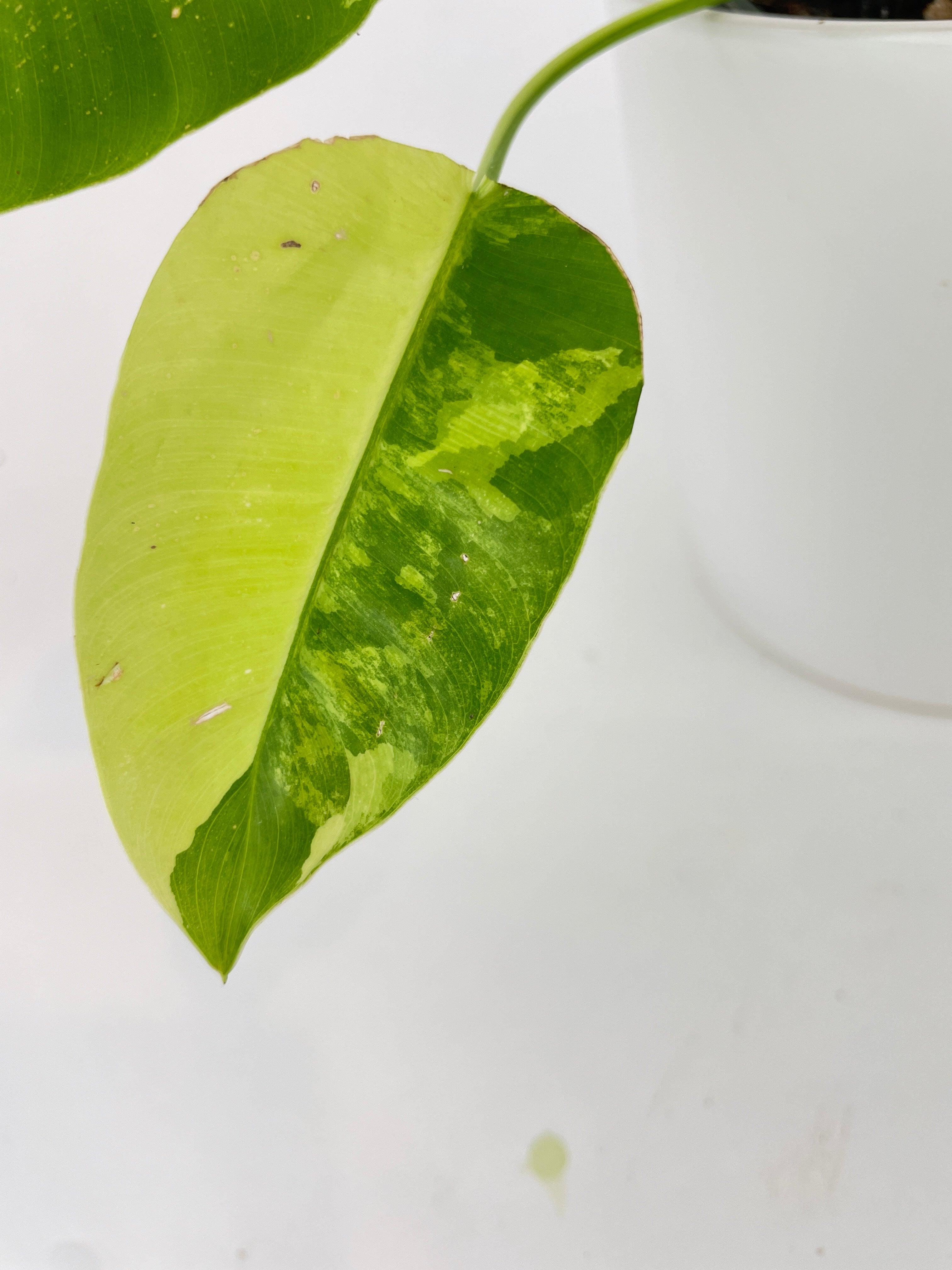 Variegated Philodendron Burle Marx - Bumble Plants