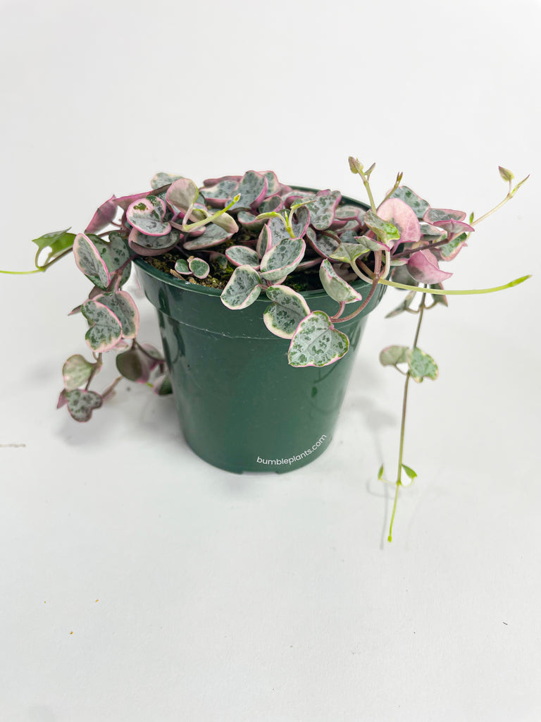Variegated String of Hearts Succulent Hanging Pot - Bumble Plants