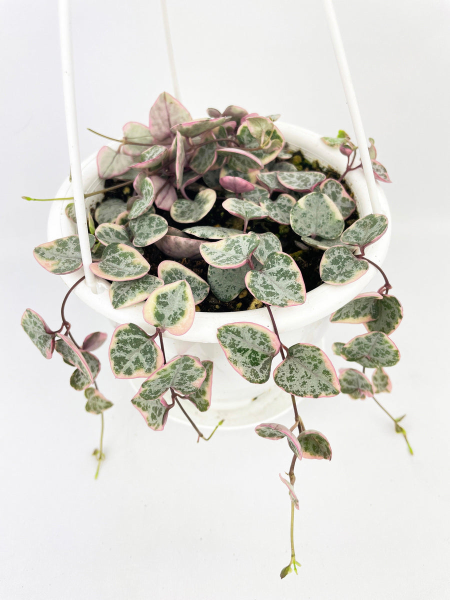 Variegated String of Hearts Succulent Bumble Plants