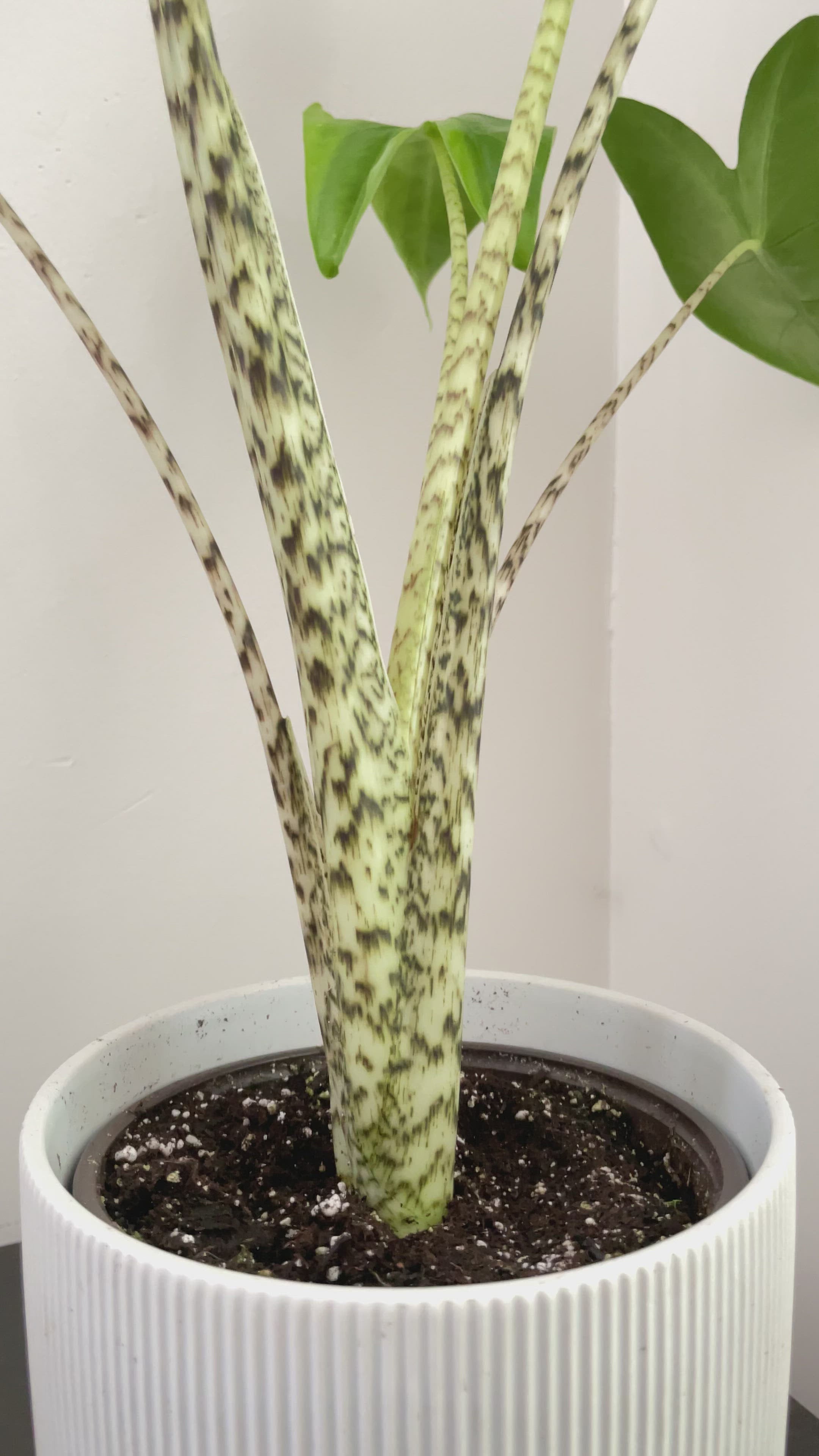 Alocasia Zebrina