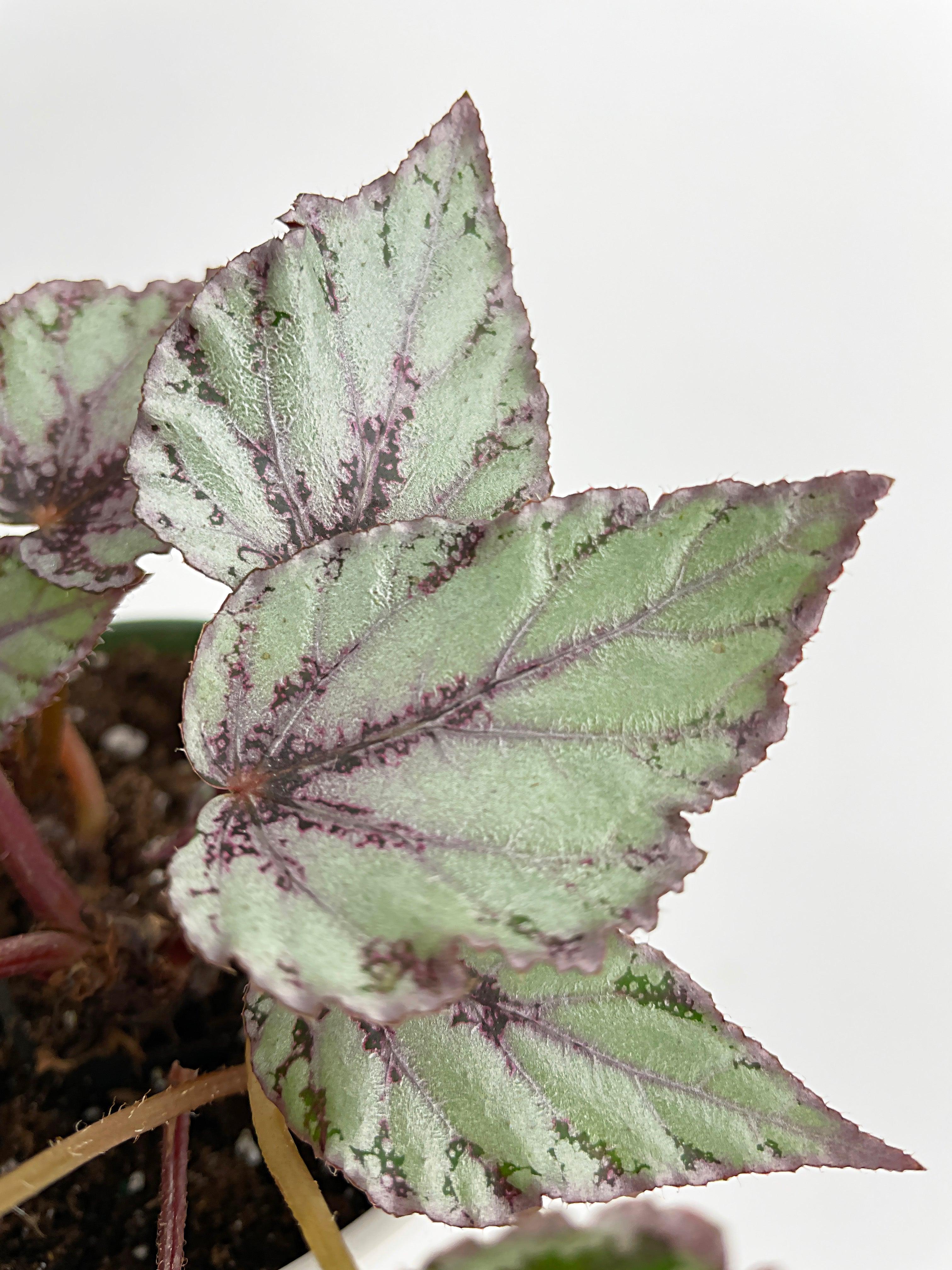 Begonia 'Ice Pop' Ideal Blue Silver - Bumble Plants