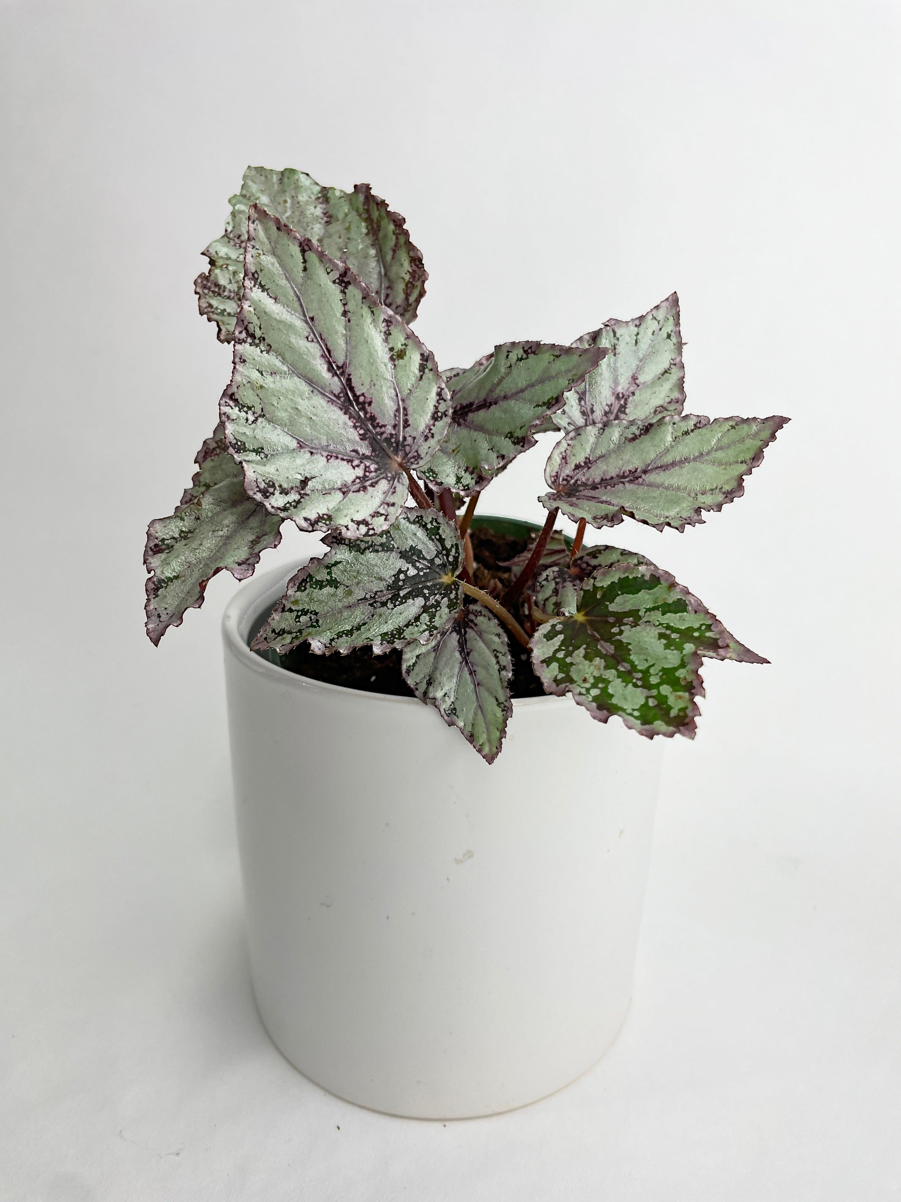 Begonia 'Ice Pop' Ideal Blue Silver - Bumble Plants