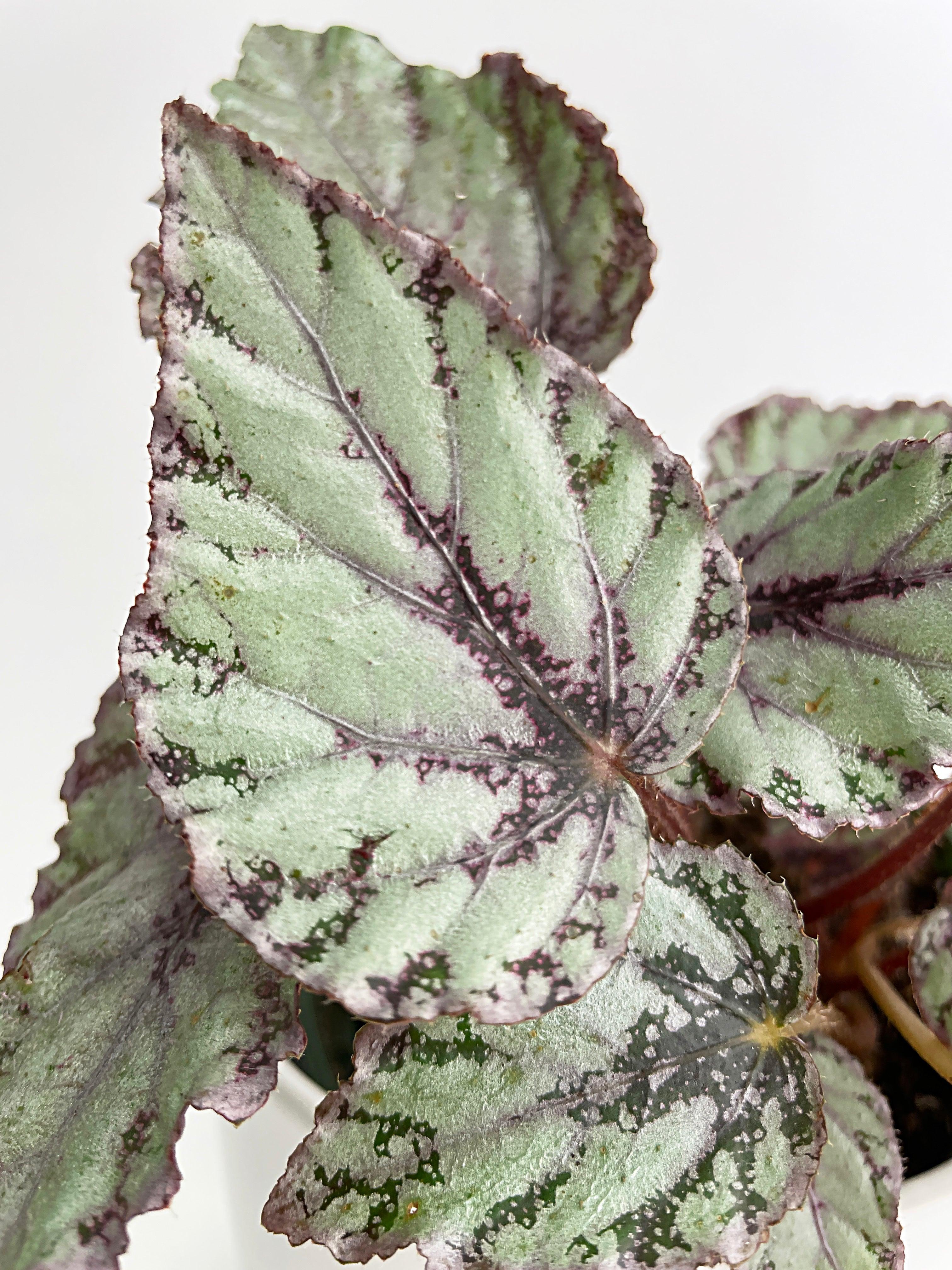 Begonia 'Ice Pop' Ideal Blue Silver - Bumble Plants