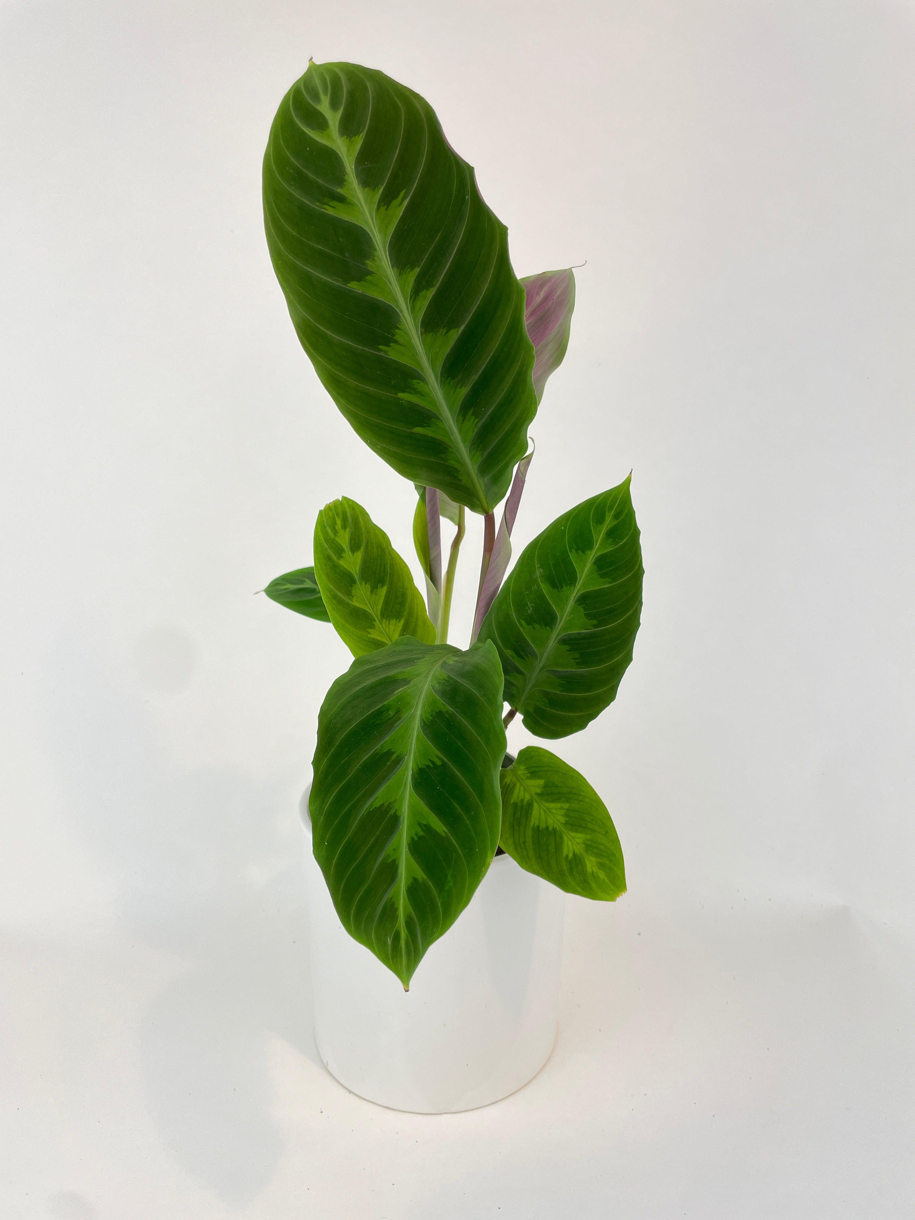 Calathea Warscewiczii “Jungle Velvet” - Bumble Plants